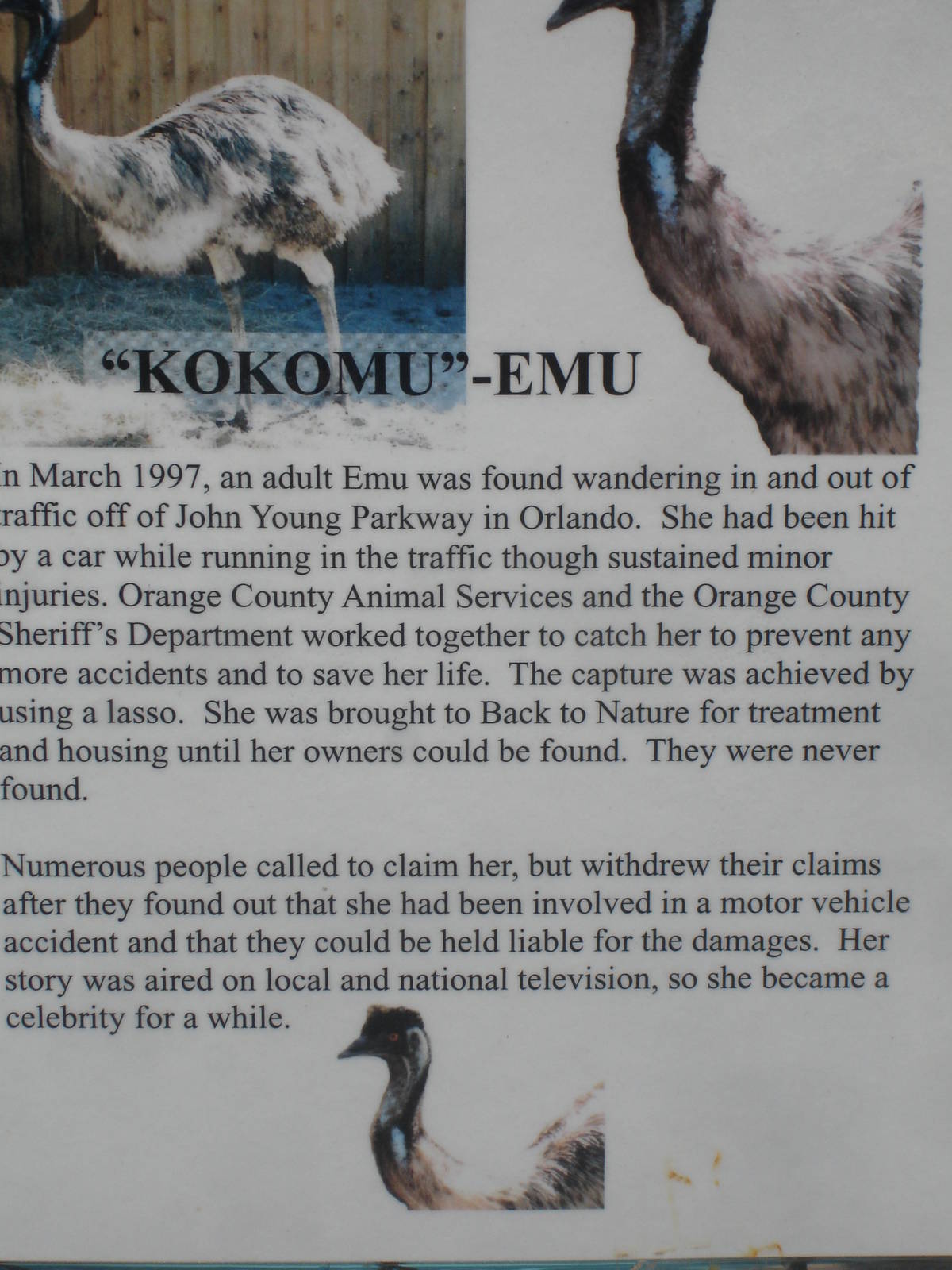 Kokomu - Emu story sign