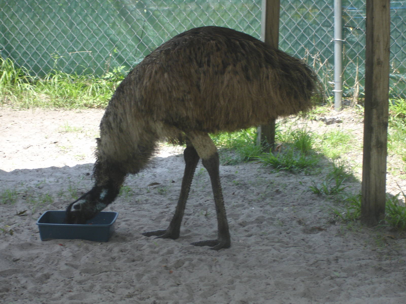 Kokomu - Emu