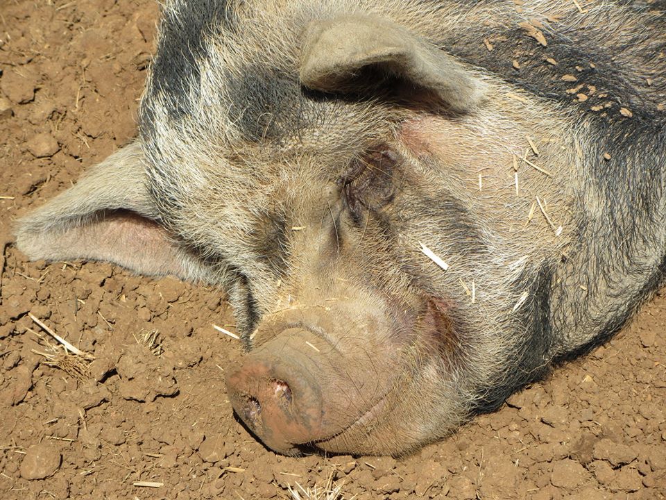 Kolbroek Pig