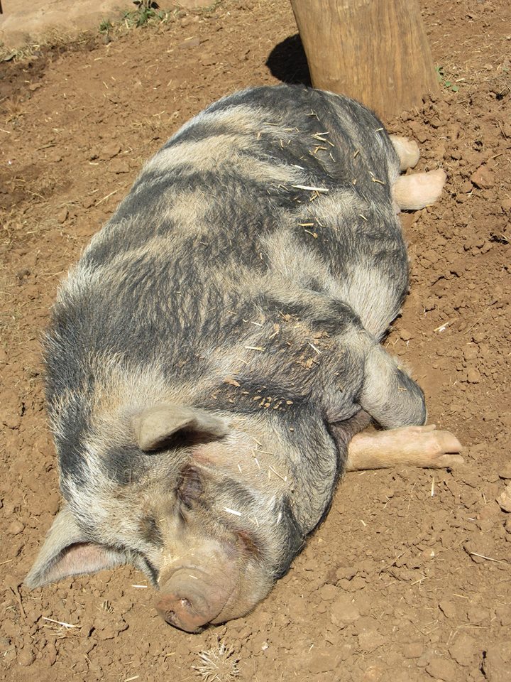 Kolbroek Pig