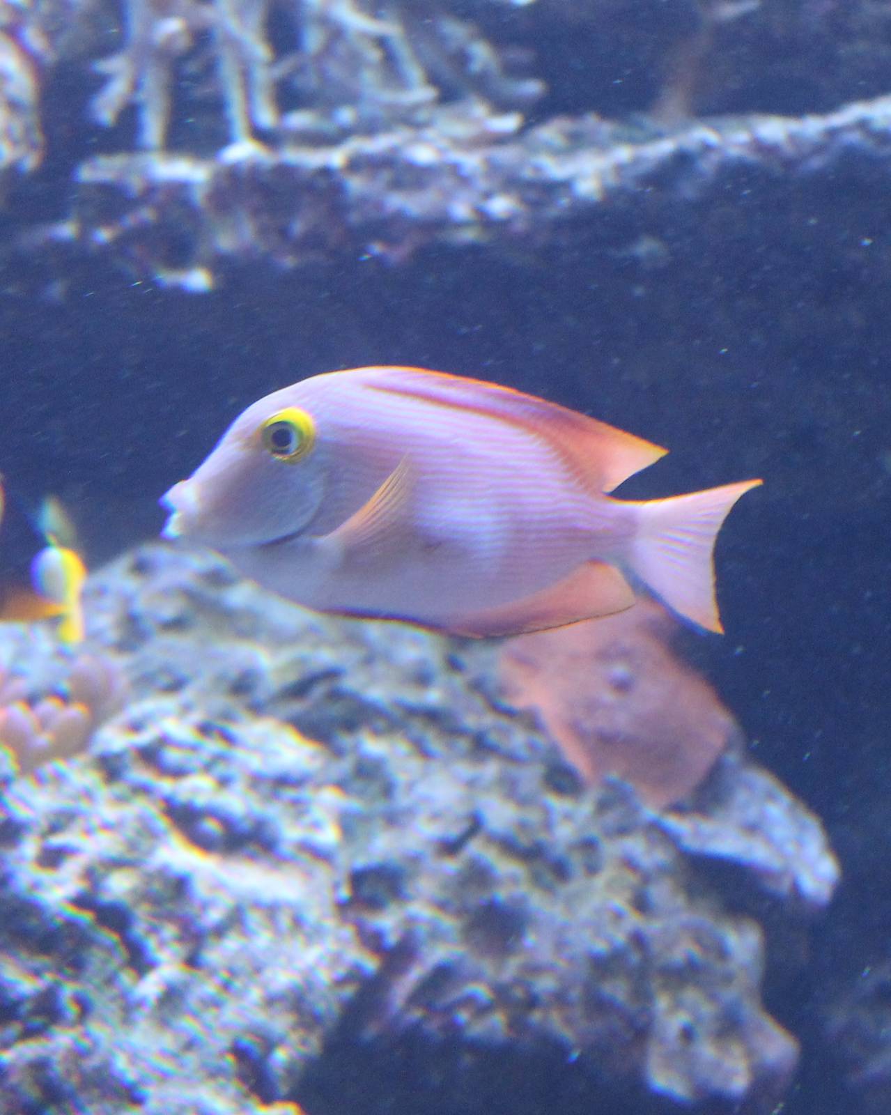 Kole tang aka Striped bristle tooth