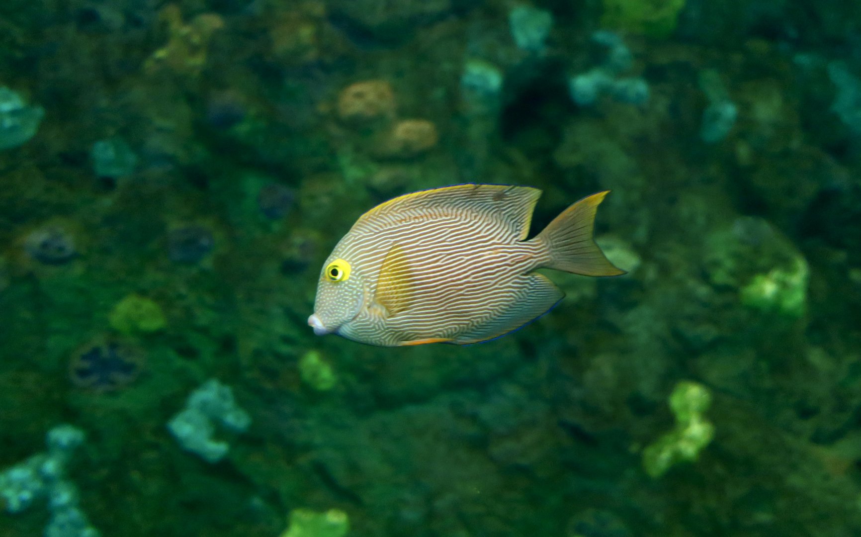 Kole Tang (Ctenochaetus strigosus)