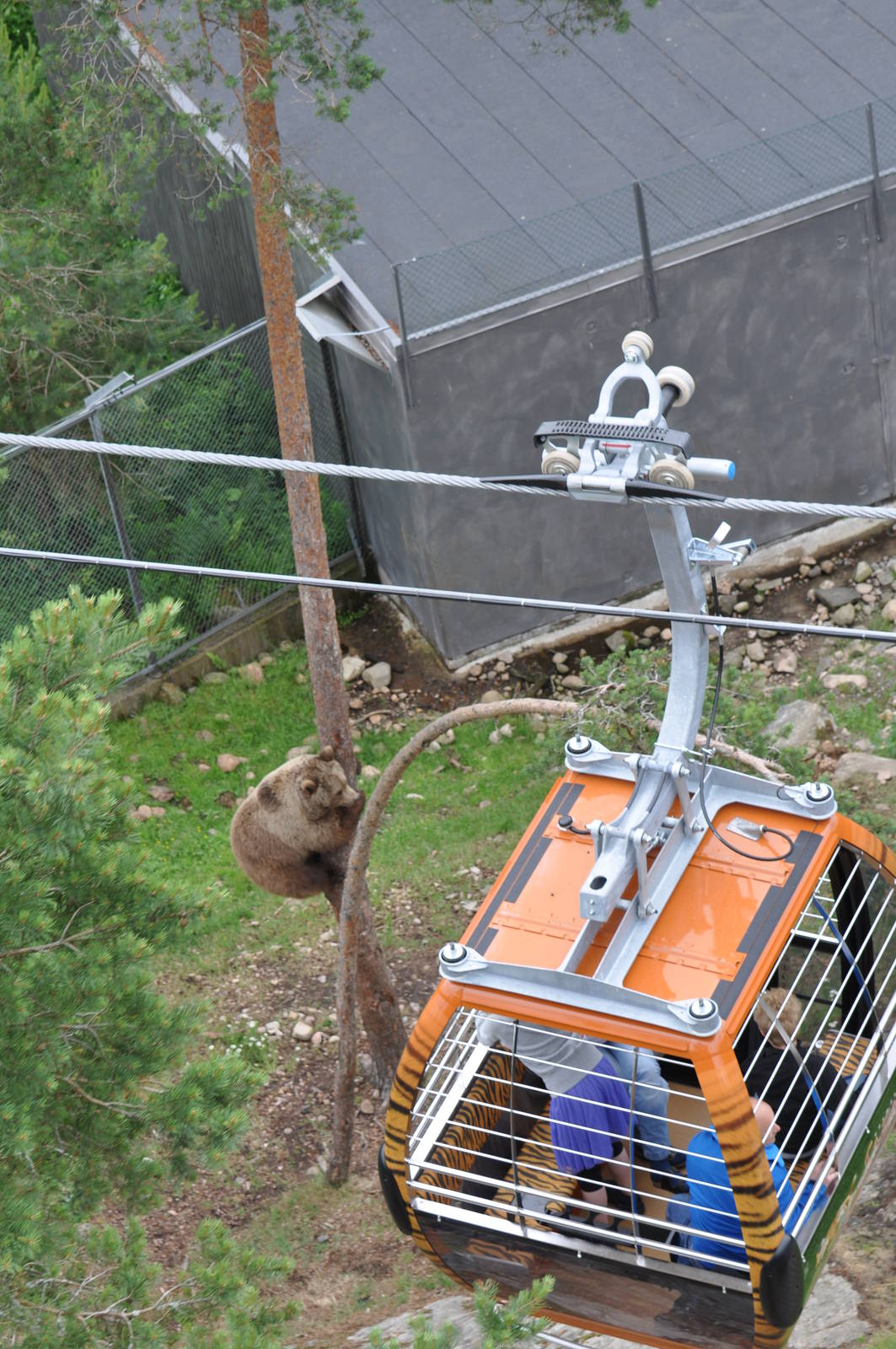 Kolmården Safari - Bear in tree and gondola
