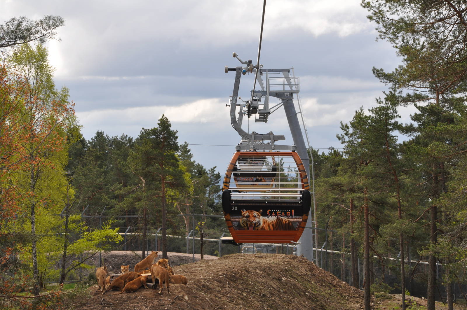 Kolmården Safari - Lion exhibit