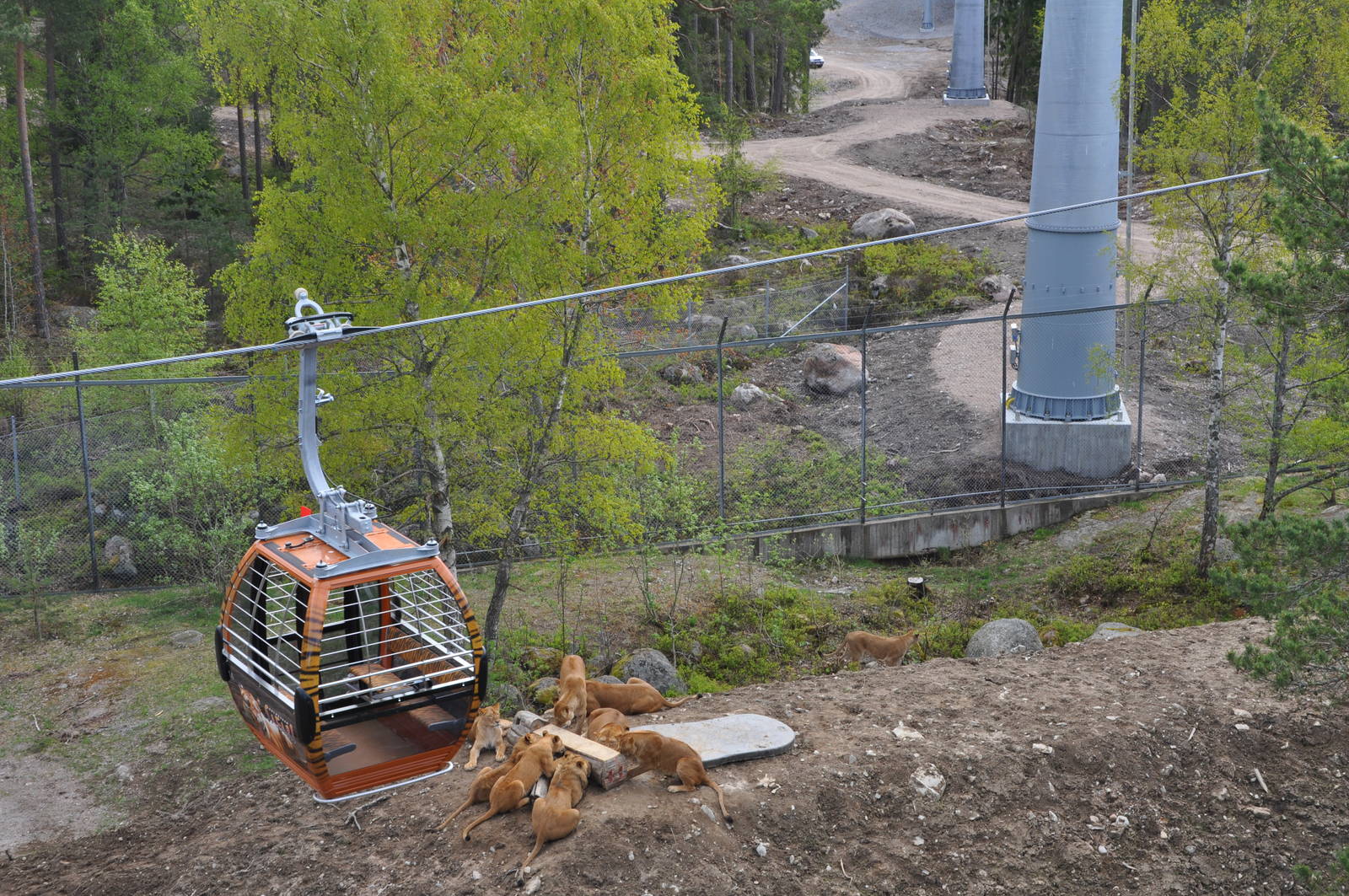 Kolmården Safari - Lion exhibit