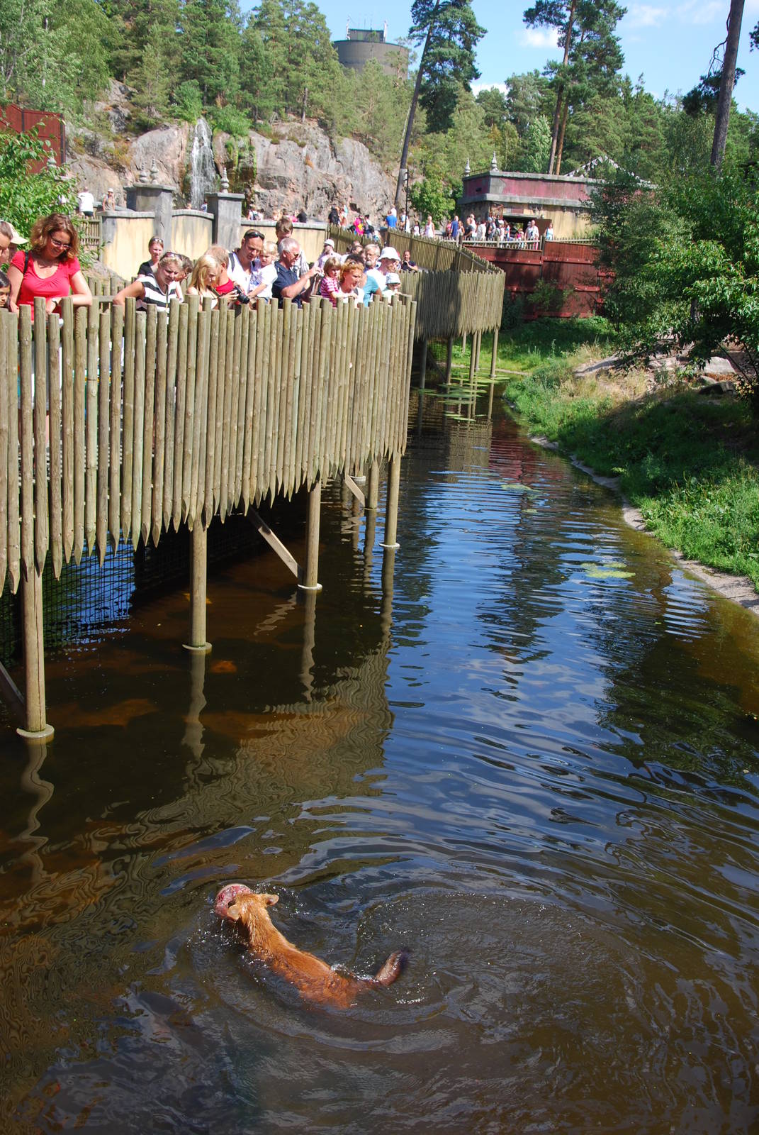 Kolmården Wildlife Park -Bathing Dhole / Dhole exhibit