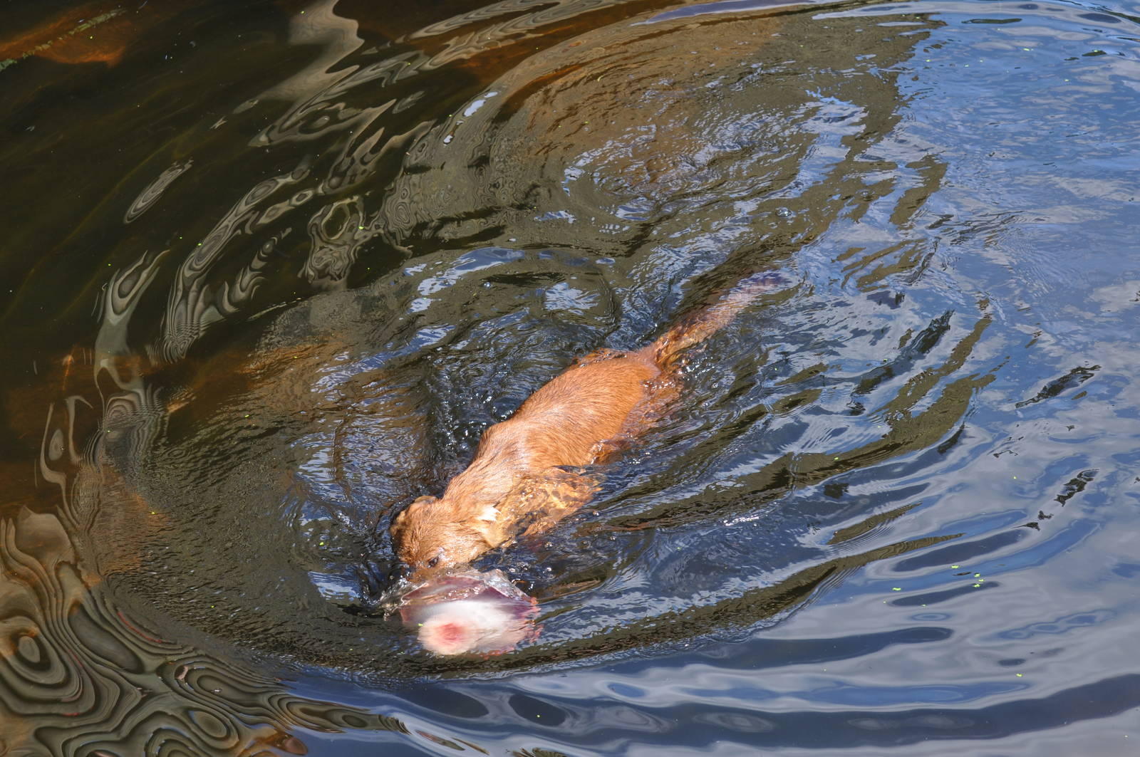 Kolmården Wildlife Park -Bathing Dhole