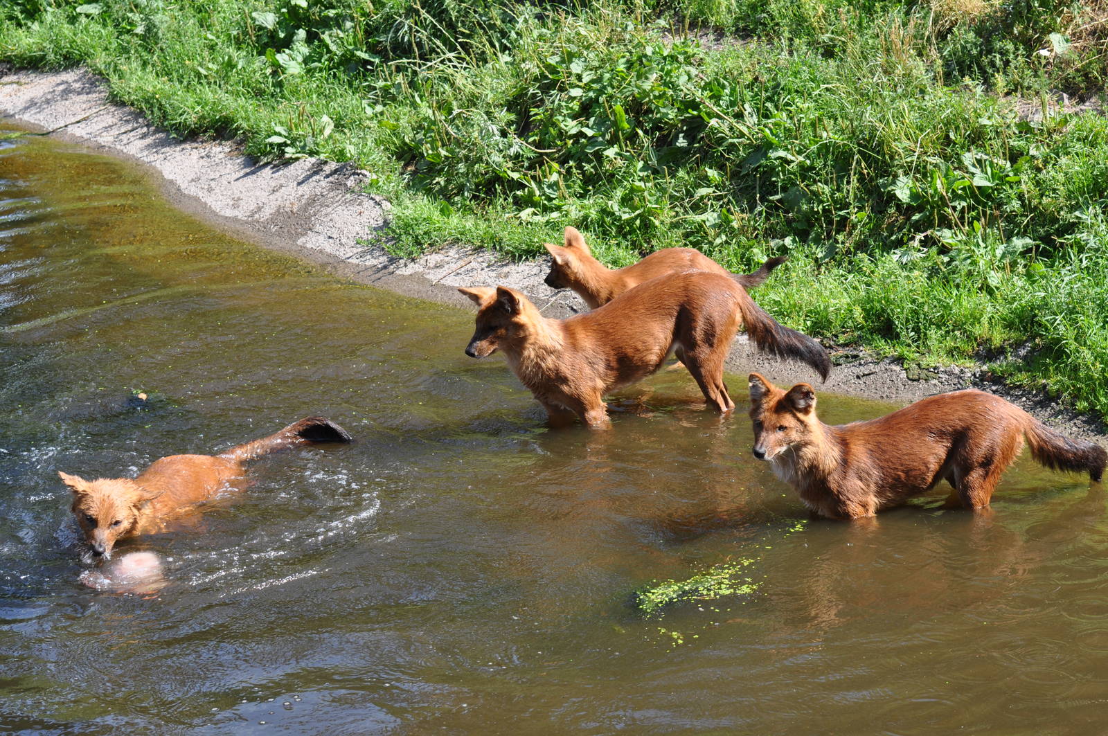 Kolmården Wildlife Park -Bathing Dhole