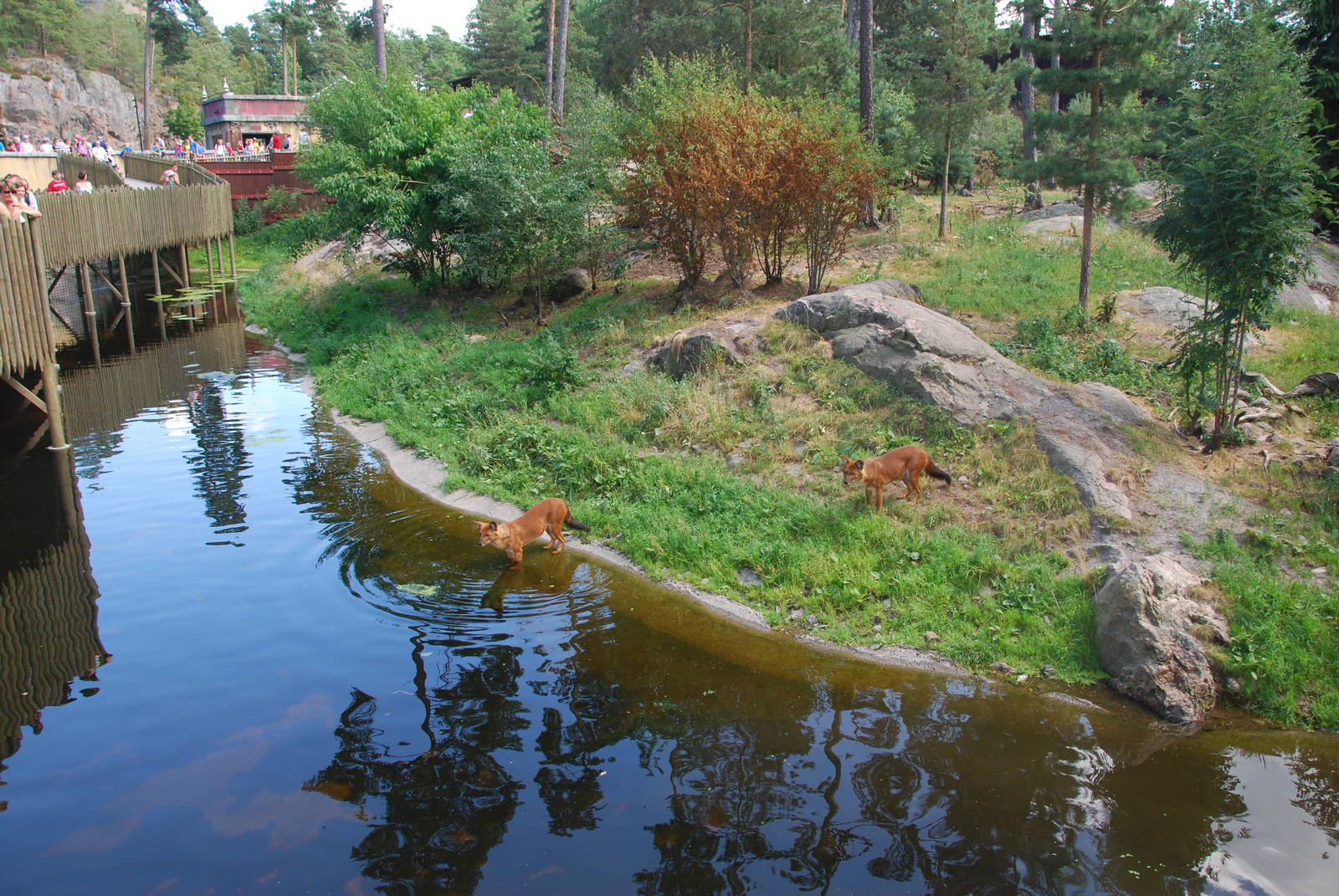 Kolmården Wildlife Park -Dhole exhibit