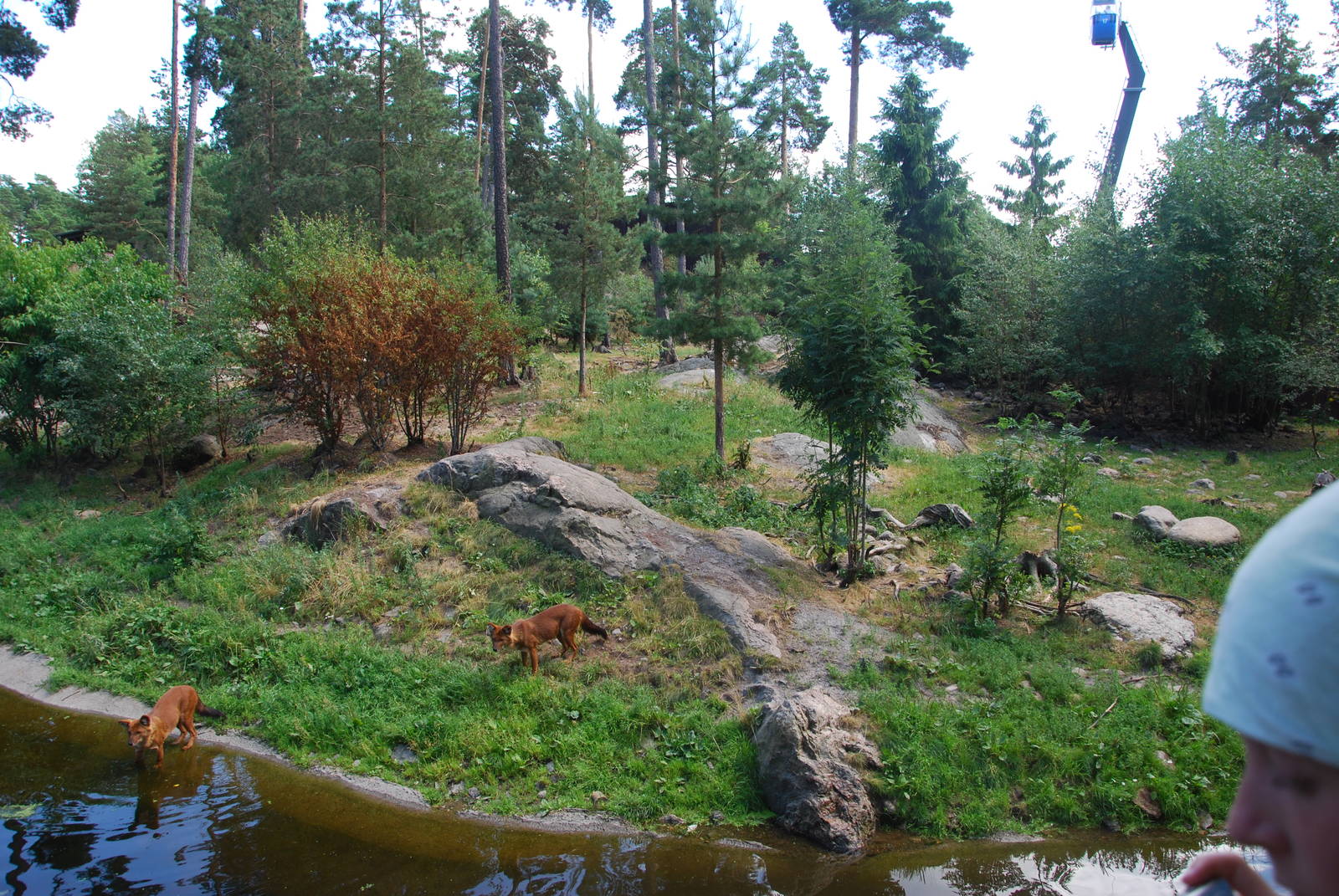 Kolmården Wildlife Park -Dhole exhibit
