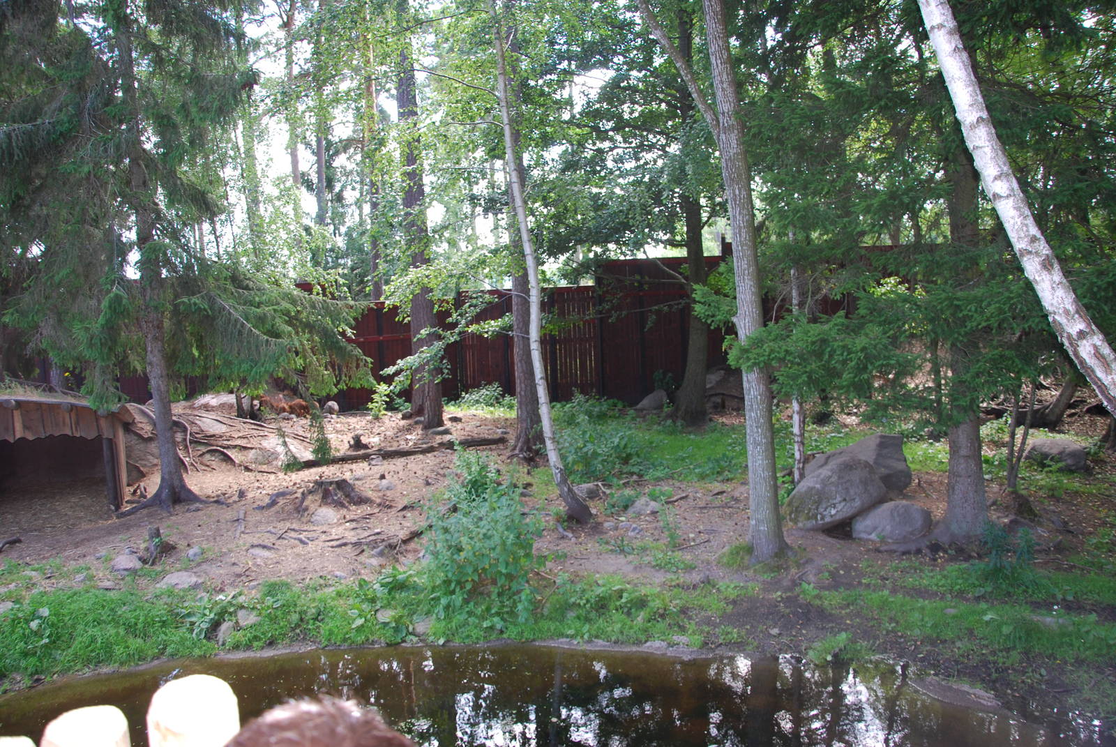 Kolmården Wildlife Park -Dhole exhibit
