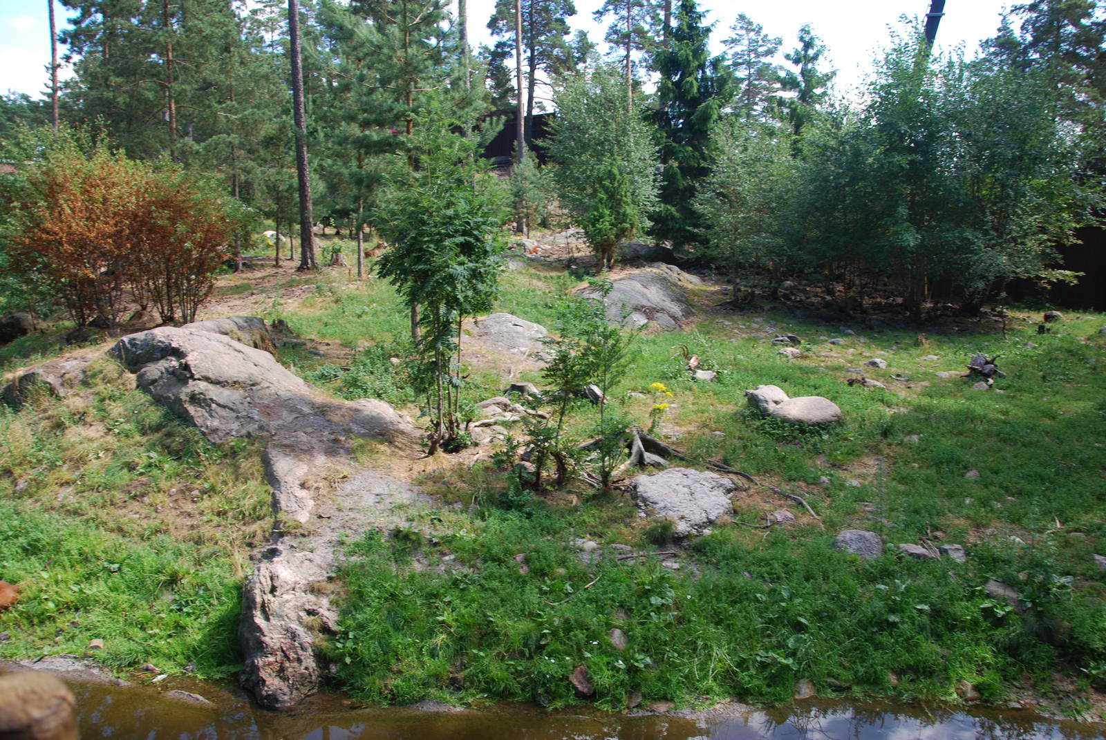 Kolmården Wildlife Park -Dhole exhibit
