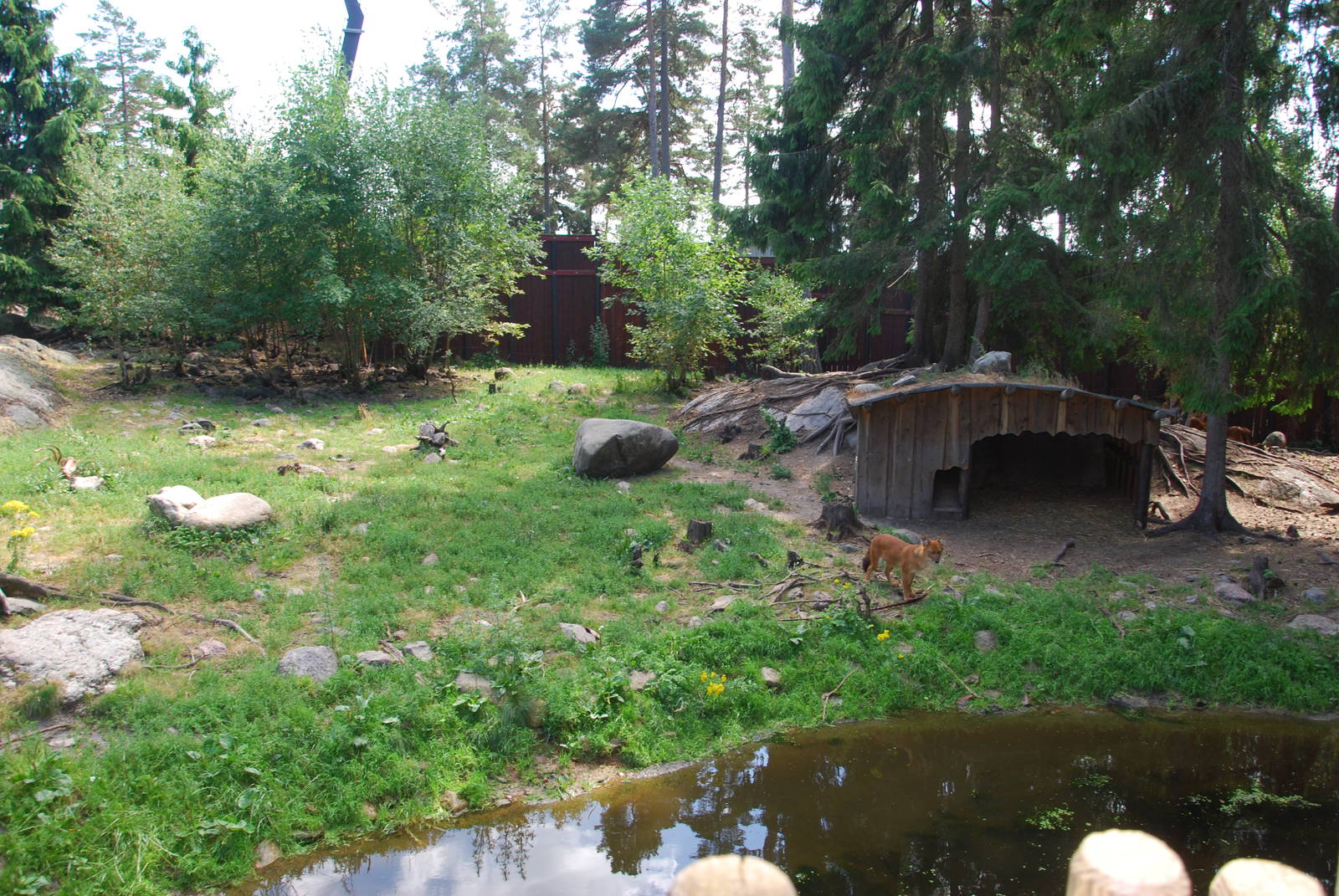 Kolmården Wildlife Park -Dhole exhibit