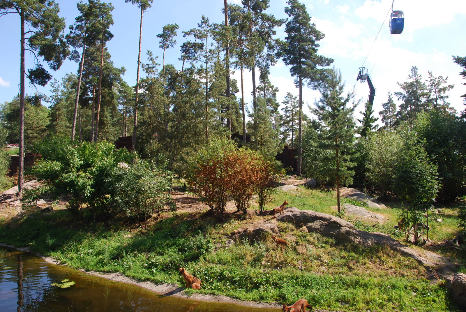 Kolmården Wildlife Park -Dhole exhibit