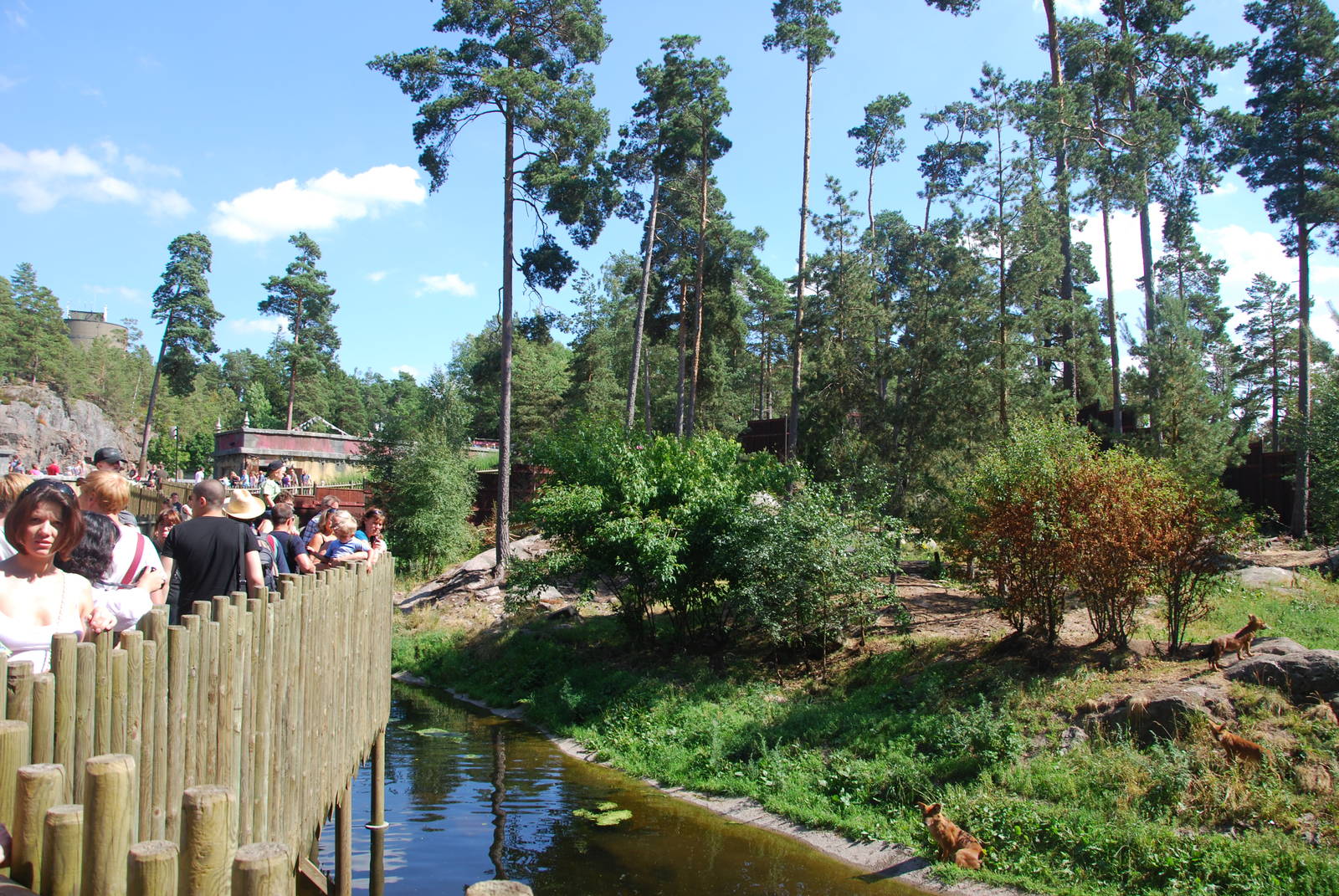 Kolmården Wildlife Park -Dhole exhibit