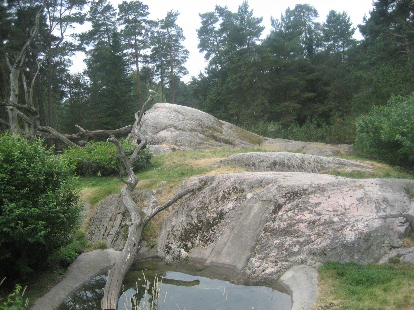 Kolmården Zoo - Bush Dog exhibit