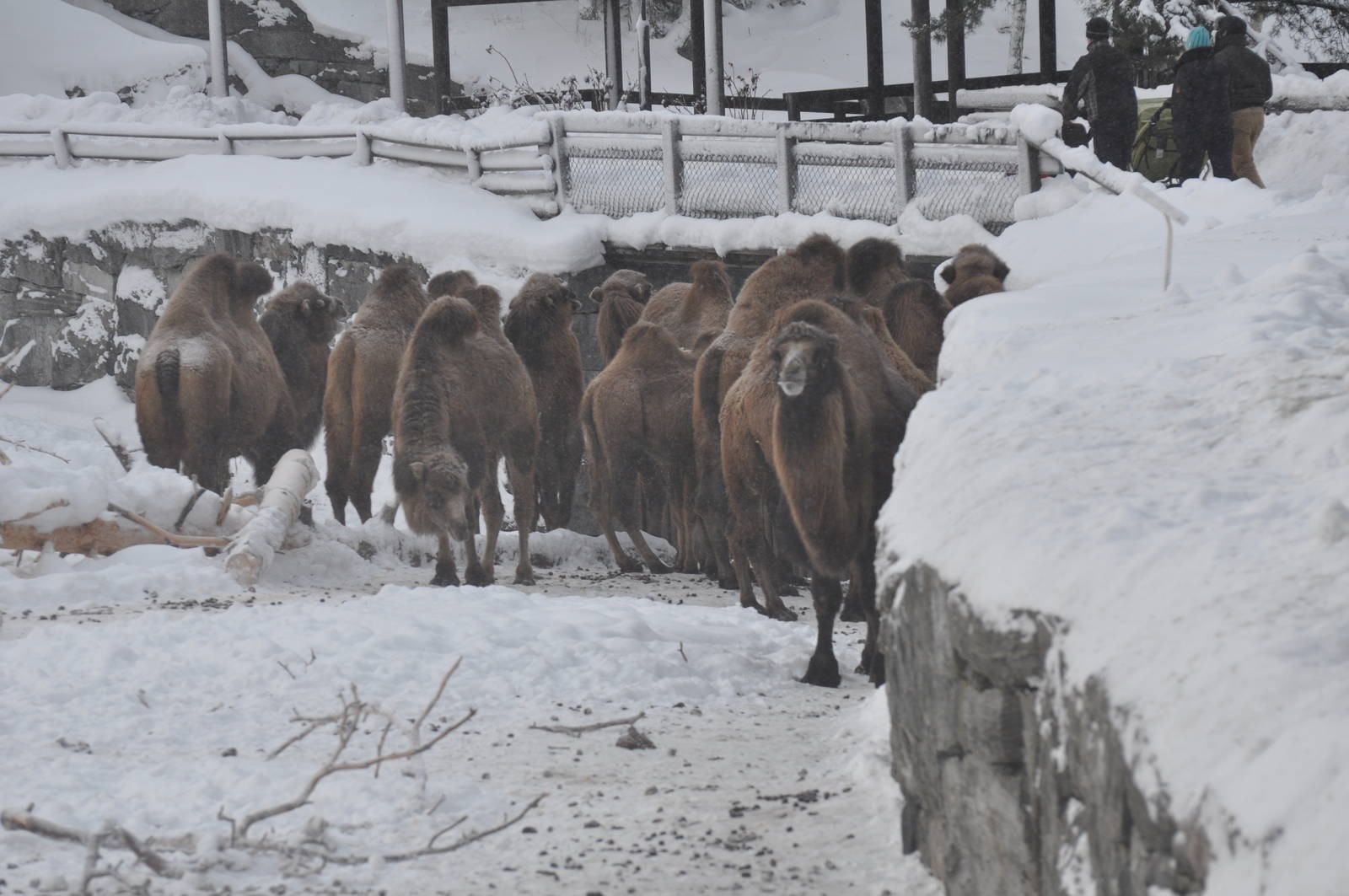 Kolmården Zoo Camels