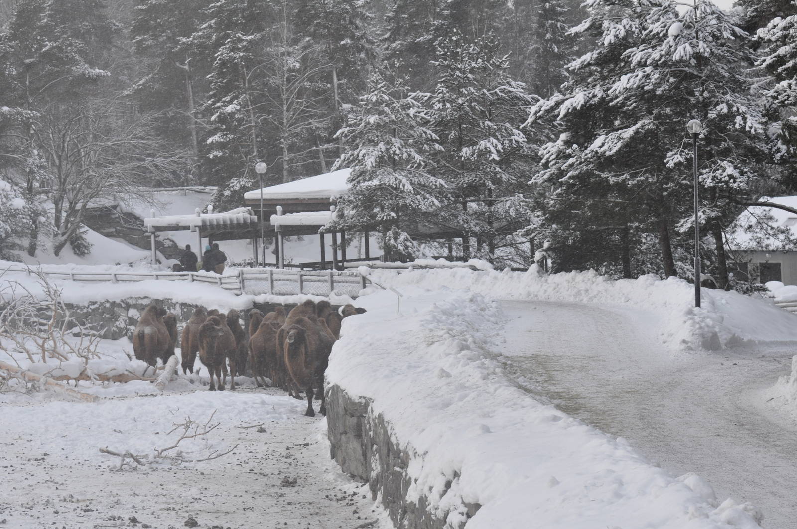 Kolmården Zoo Camels