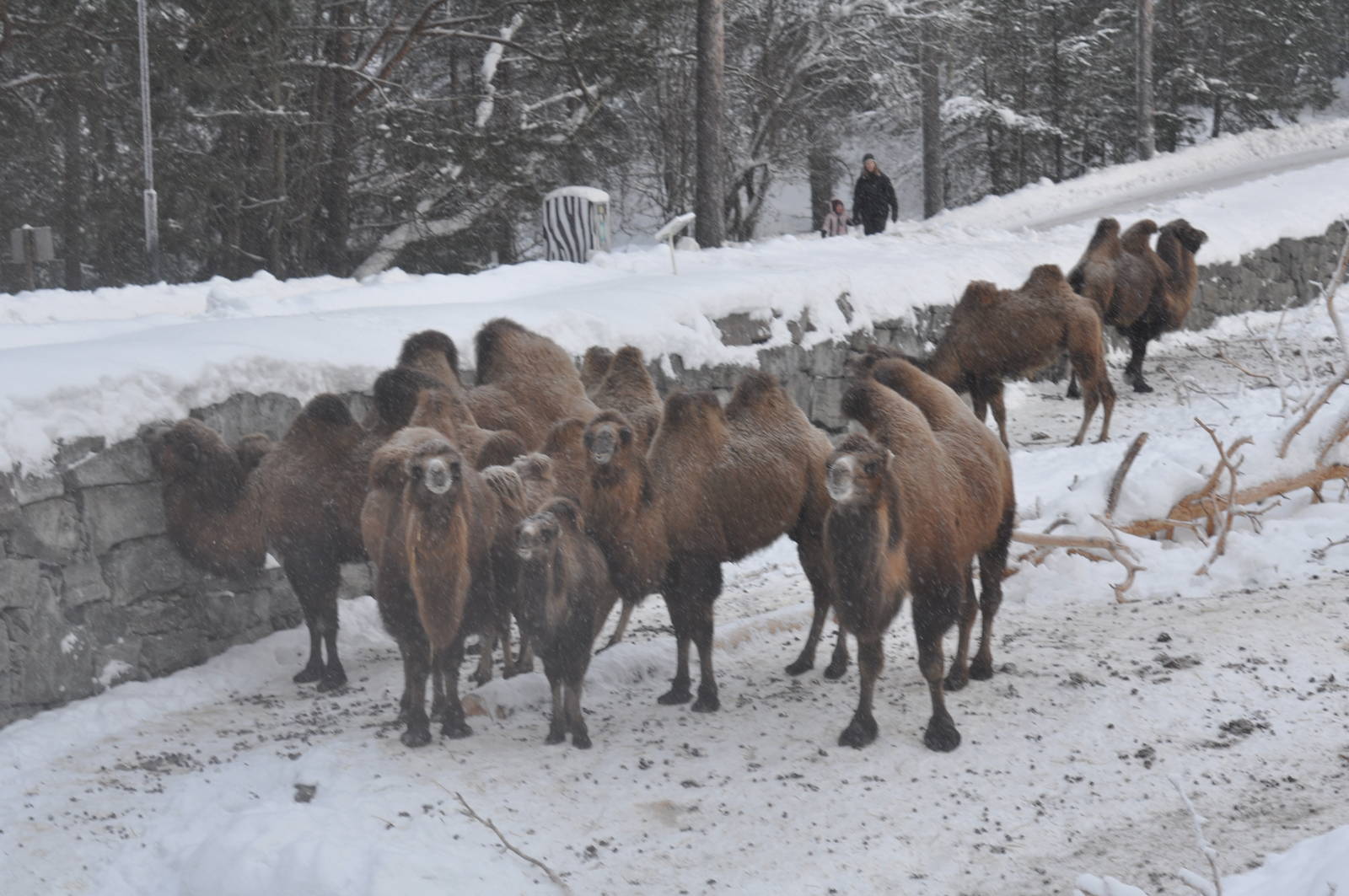 Kolmården Zoo Camels