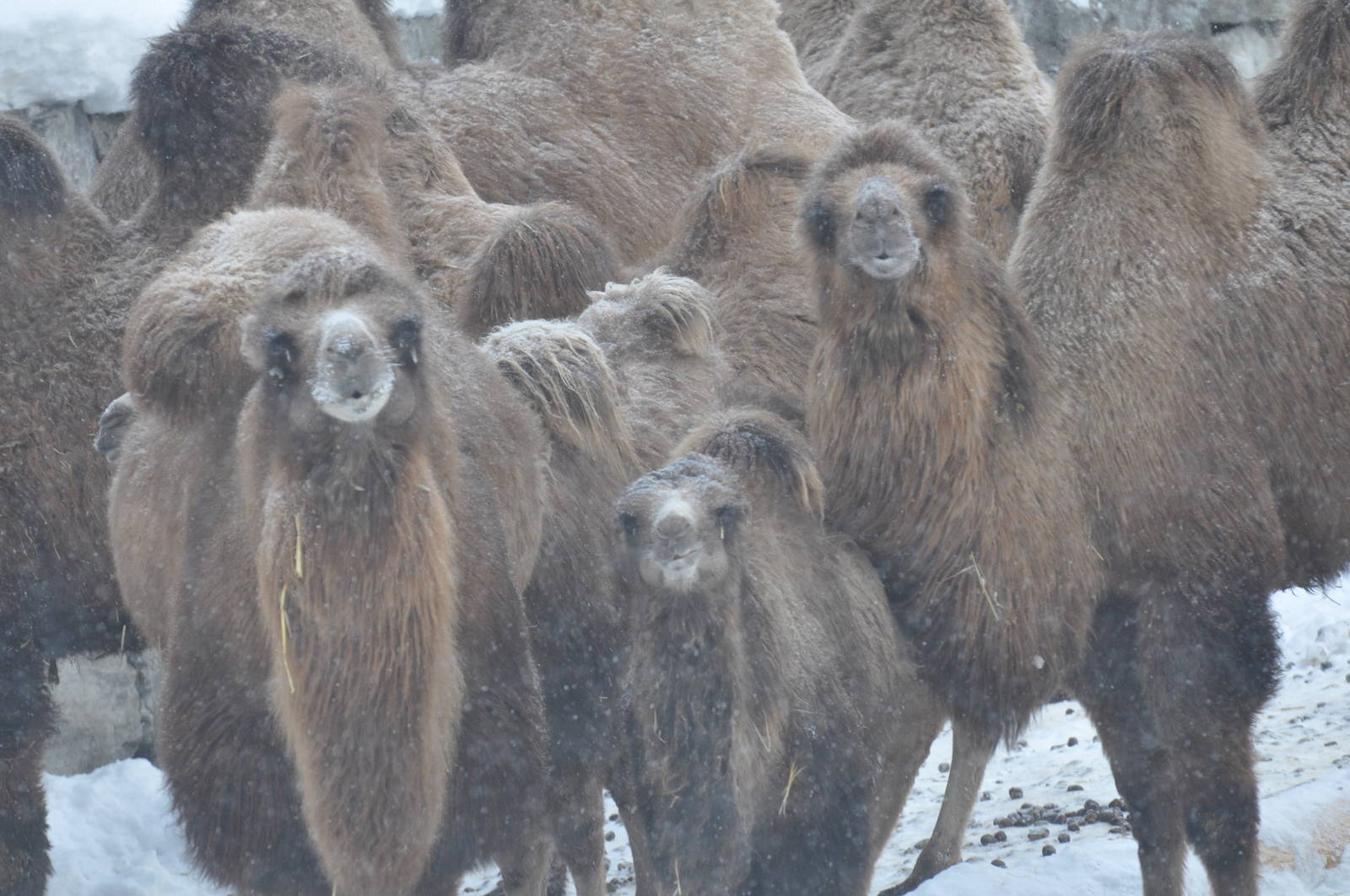 Kolmården Zoo Camels