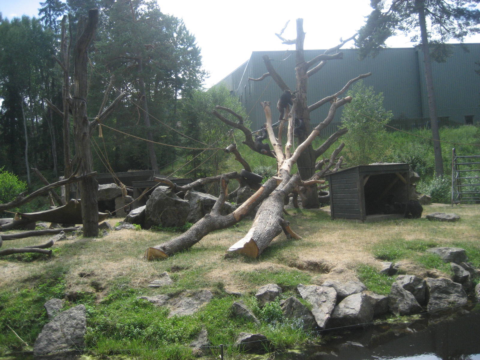 Kolmården Zoo - Chimpanzee exhibit