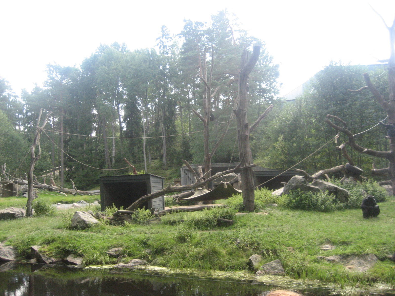 Kolmården Zoo - Chimpanzee Island