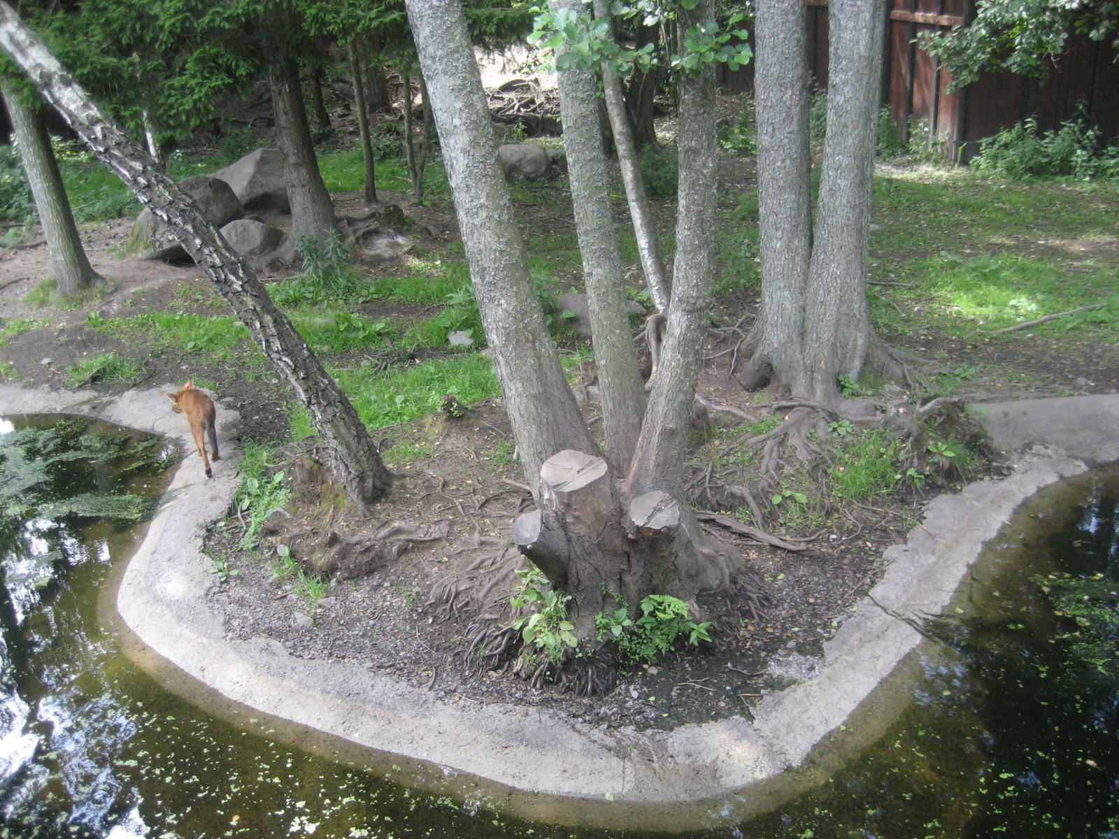 Kolmården Zoo - Dhole exhibit