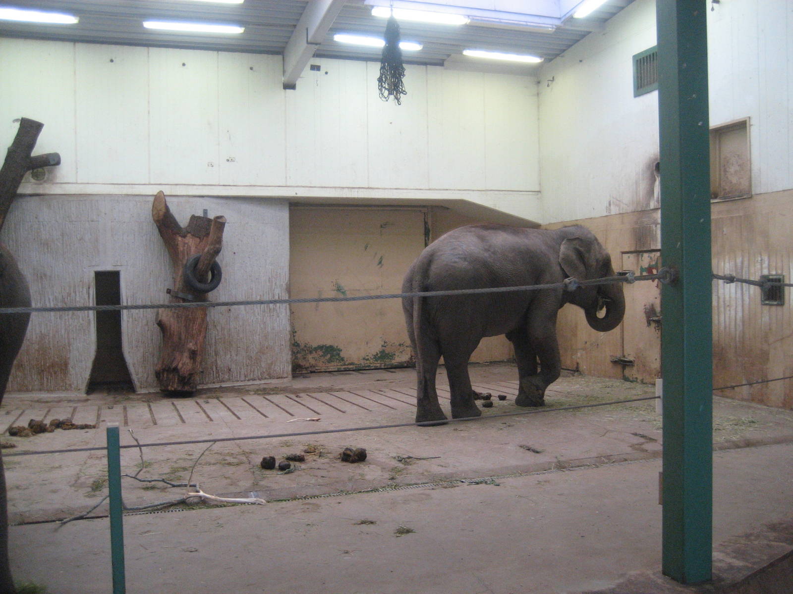 Kolmården Zoo - Elephant indoor exhibit