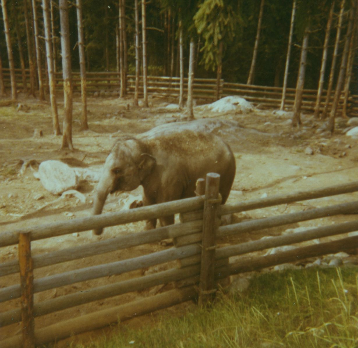 Kolmården Zoo, elephants behind wooden fence (!), late 1960s