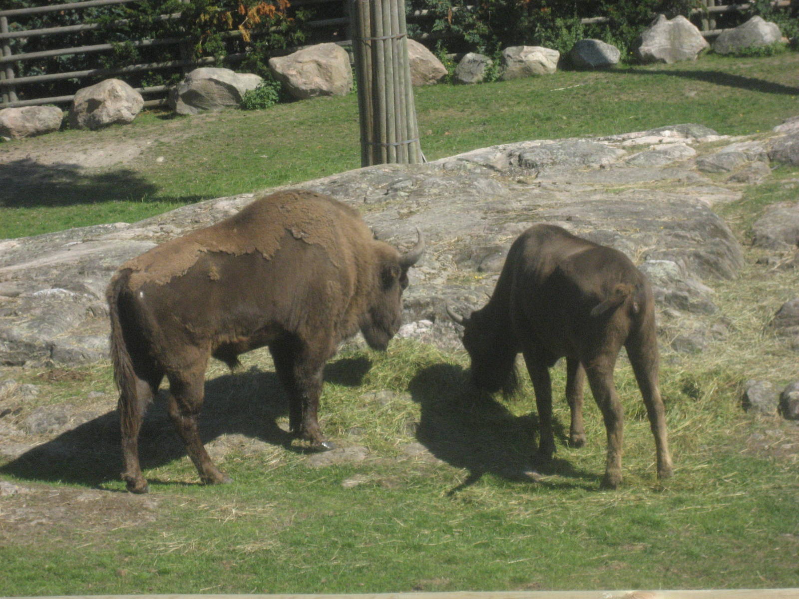 Kolmården Zoo - European bisons