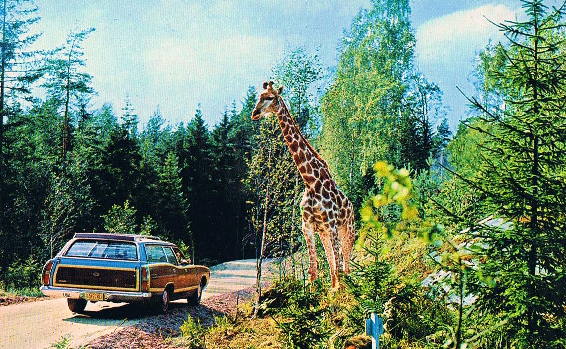 Kolmården Zoo, Historical Postcard