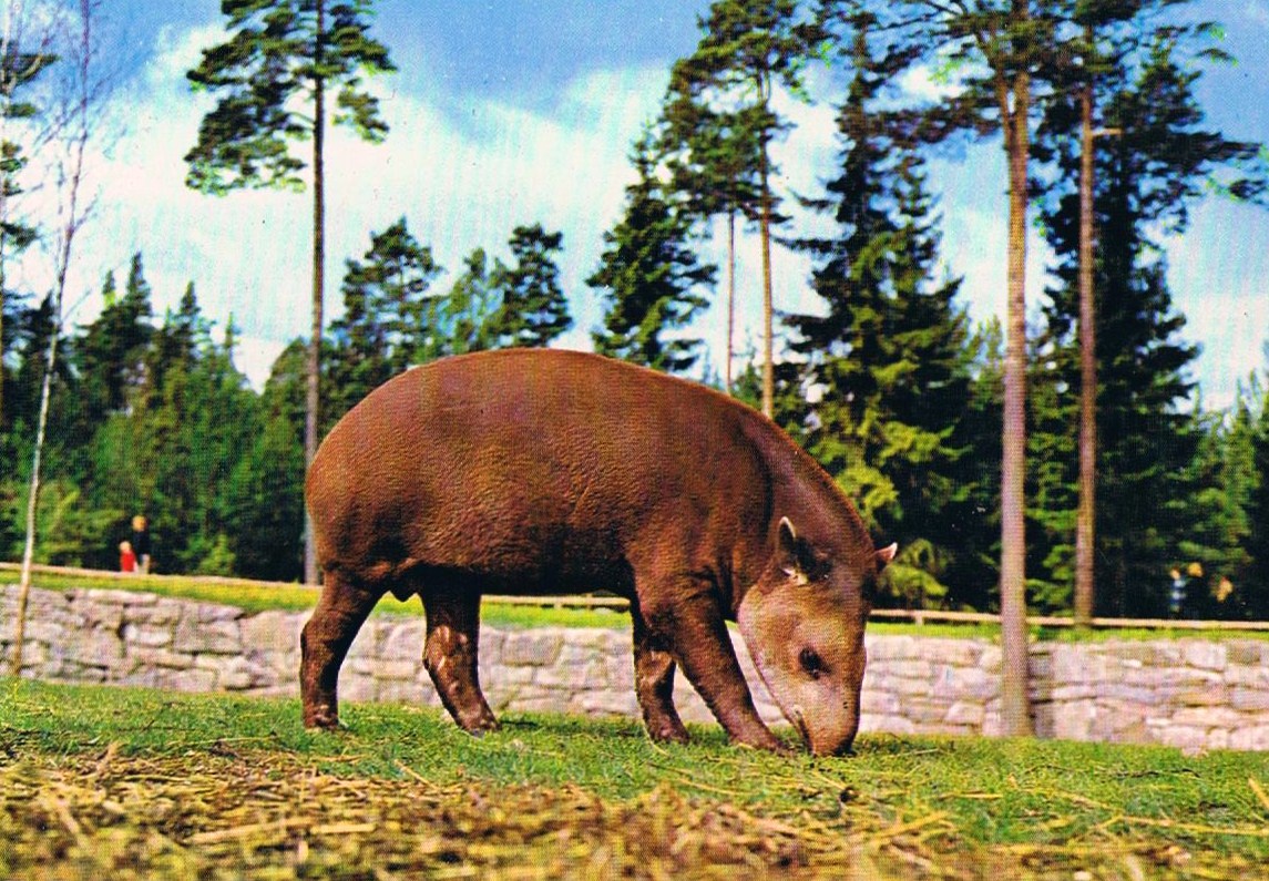 Kolmården Zoo, Historical Postcard