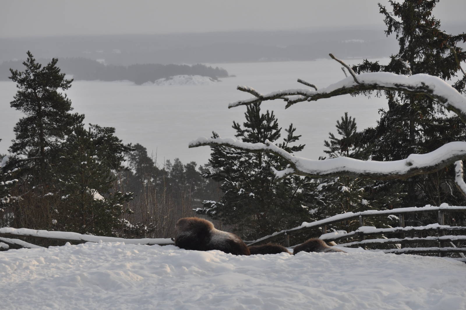 Kolmården Zoo Muskox