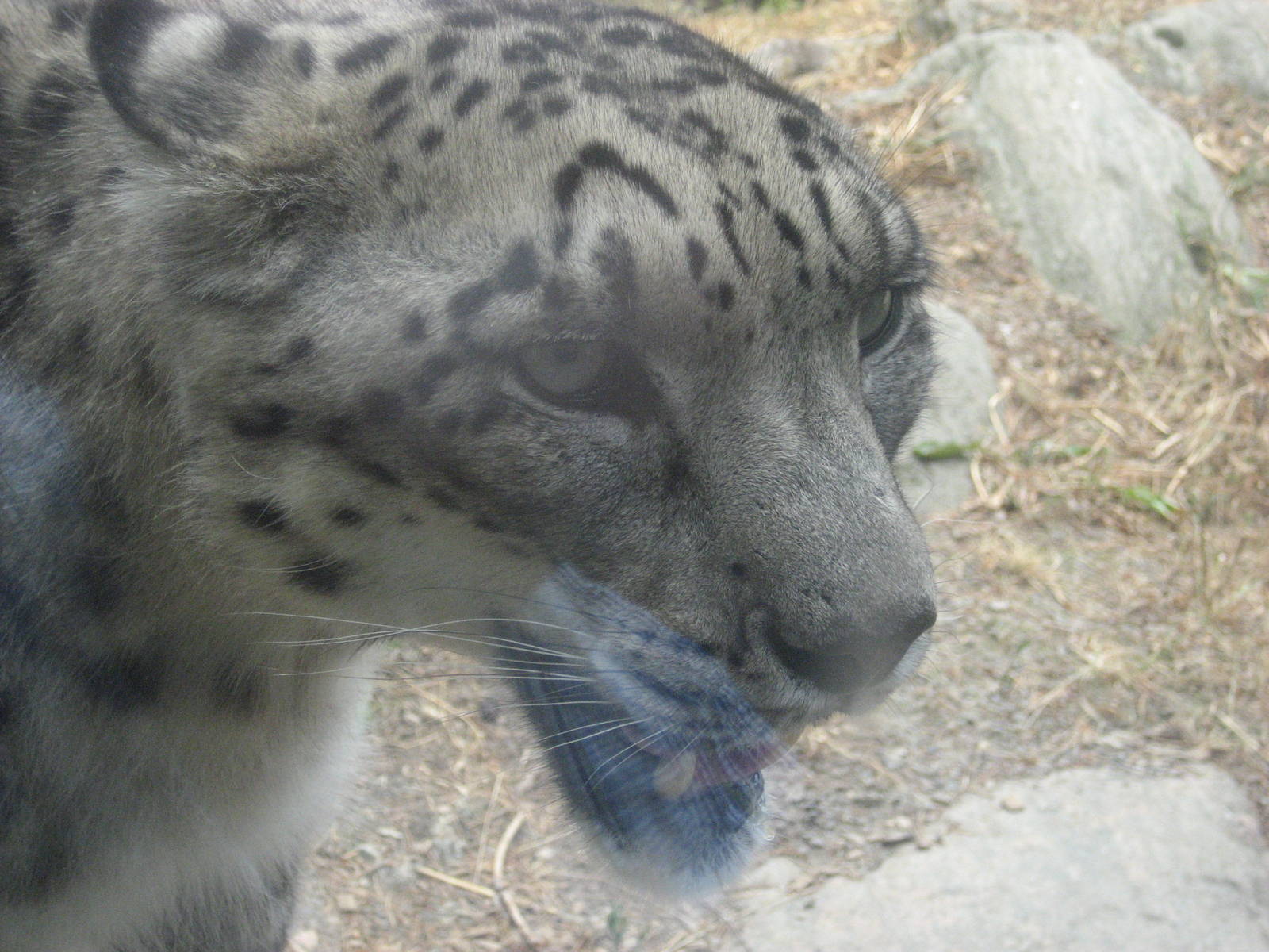 Kolmården Zoo - Snow leopard