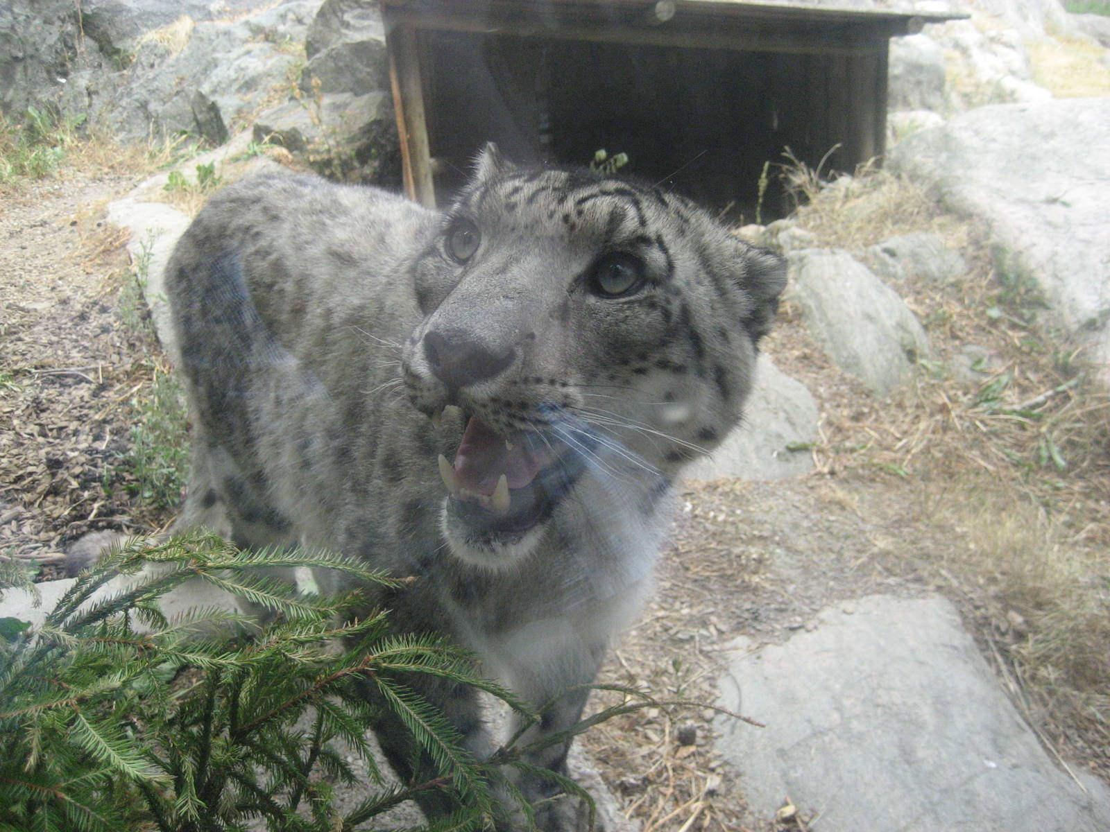 Kolmården Zoo - Snow leopard