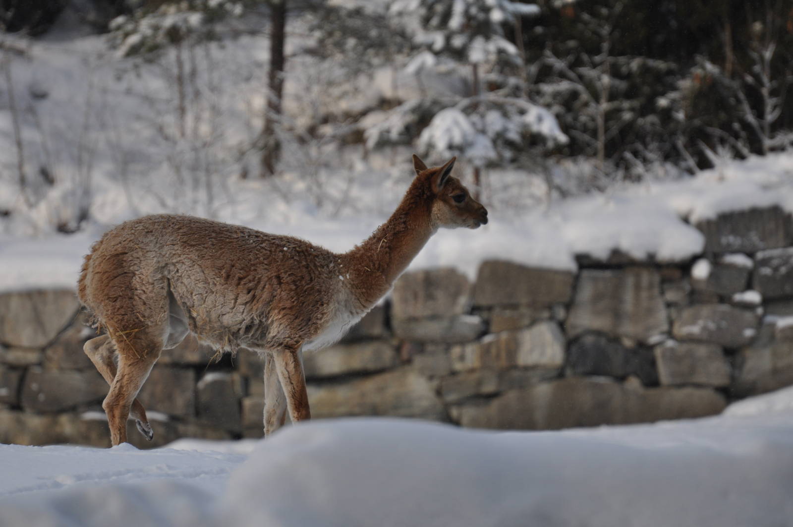 Kolmården Zoo Vicunja