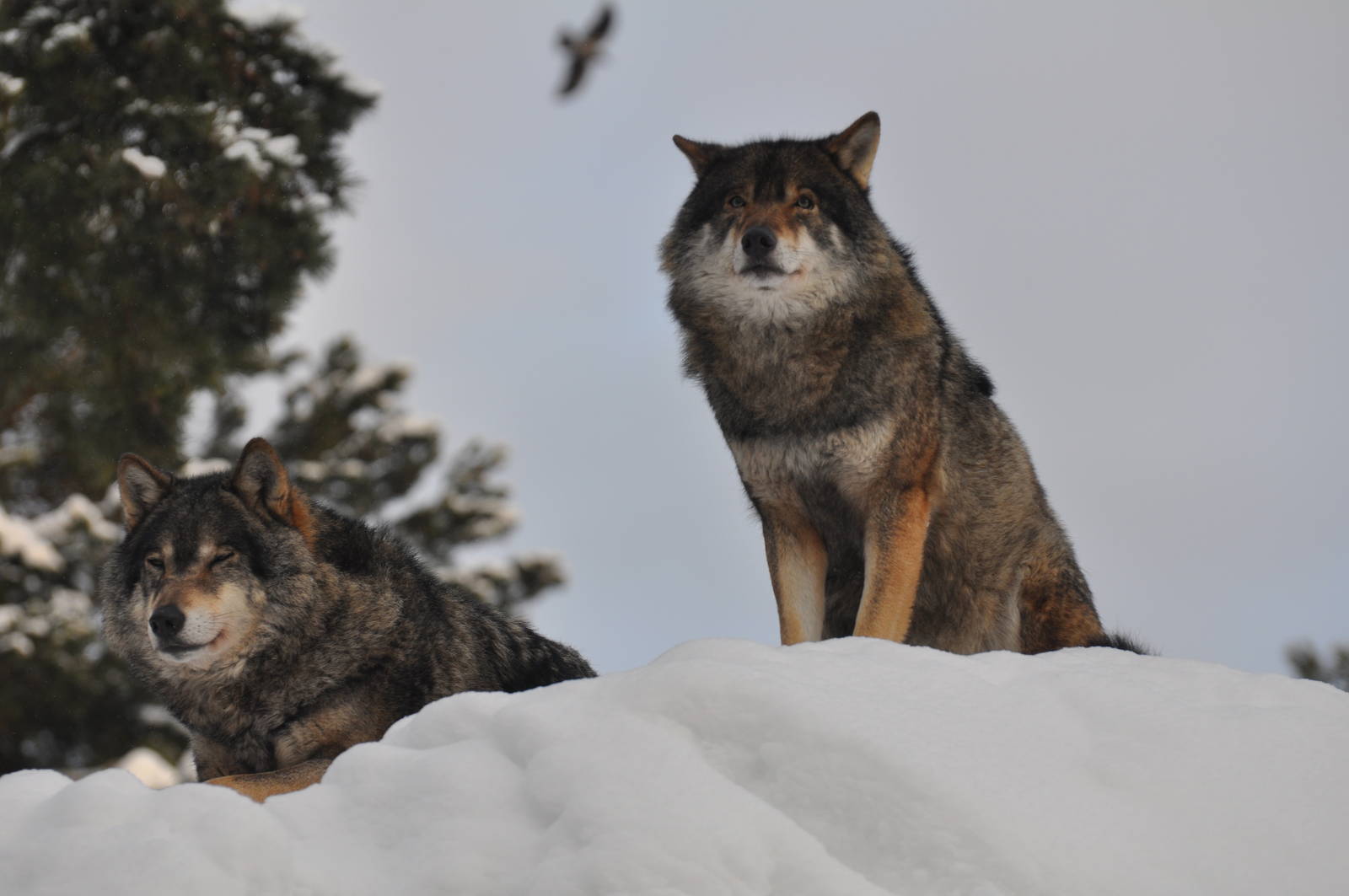 Kolmården Zoo Wolfes