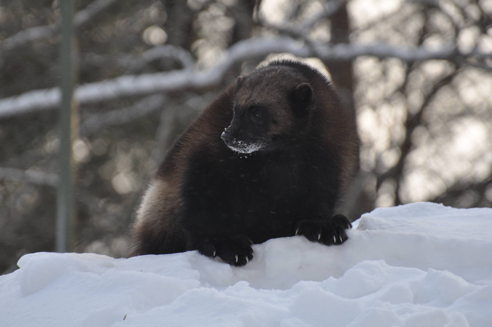 Kolmården Zoo Wolverine