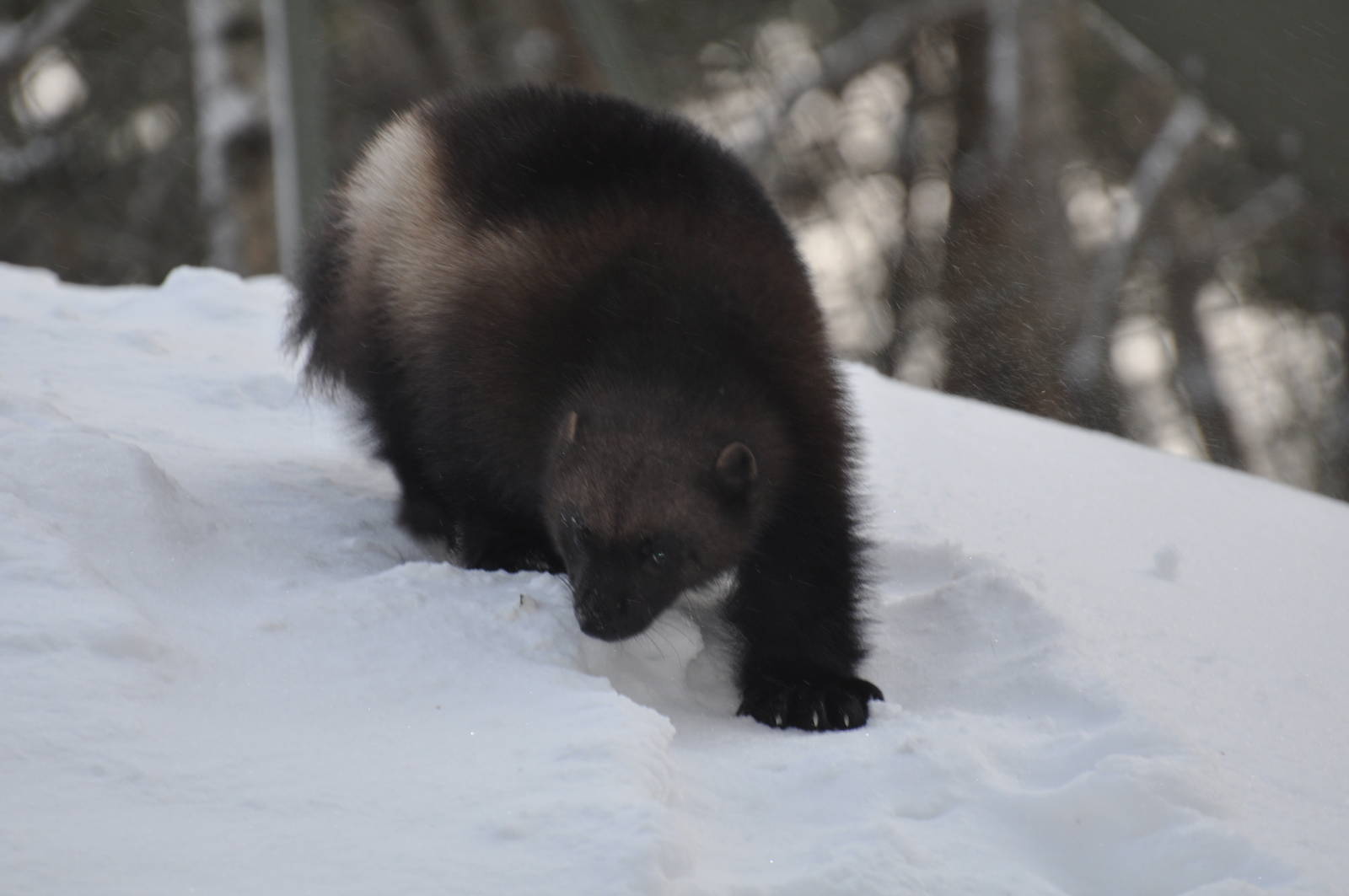 Kolmården Zoo Wolverine
