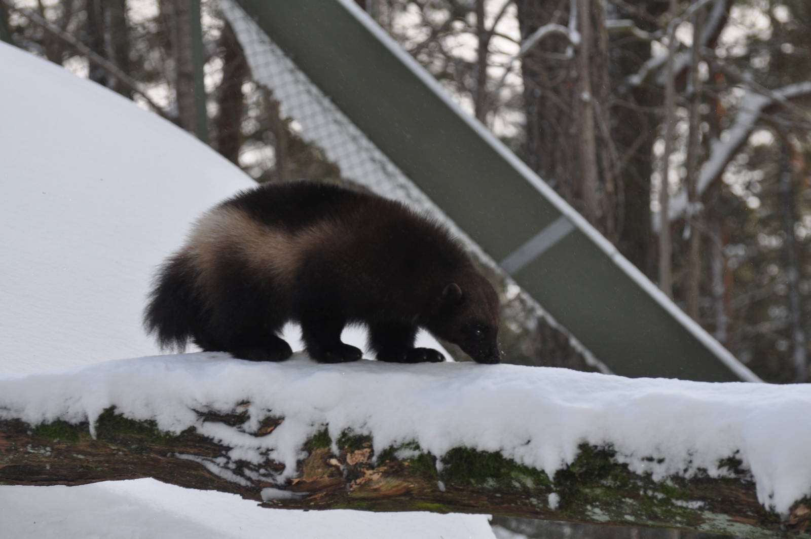 Kolmården Zoo Wolverine