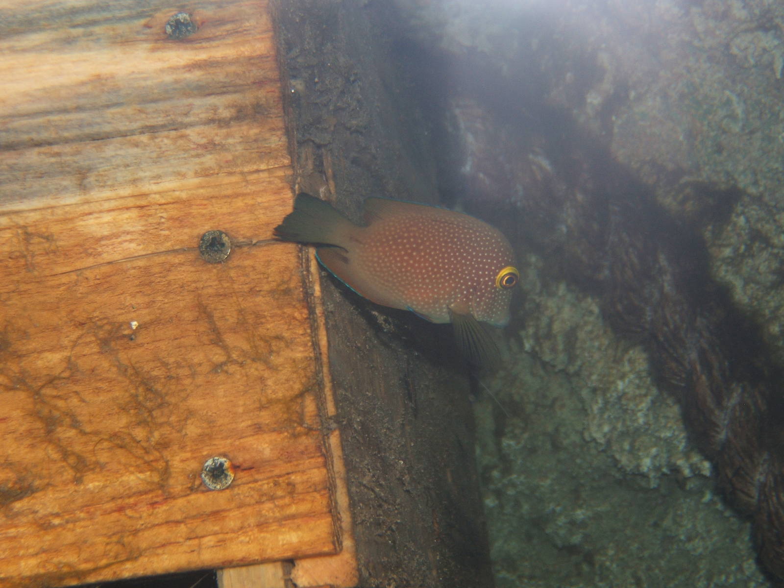 Kolo Yellow Eye Tang