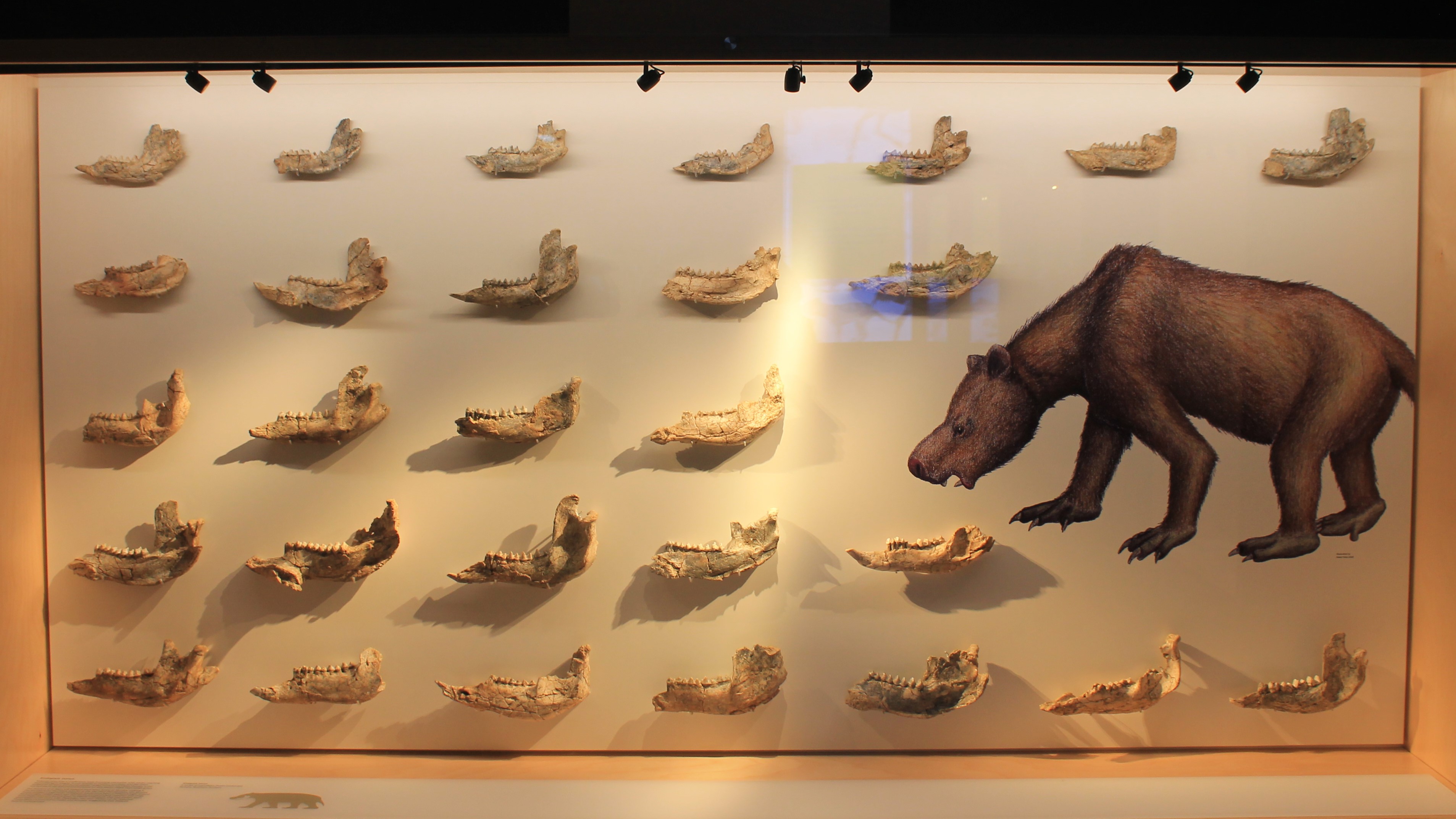 Kolopsis torus jaws - Megafauna Central museum