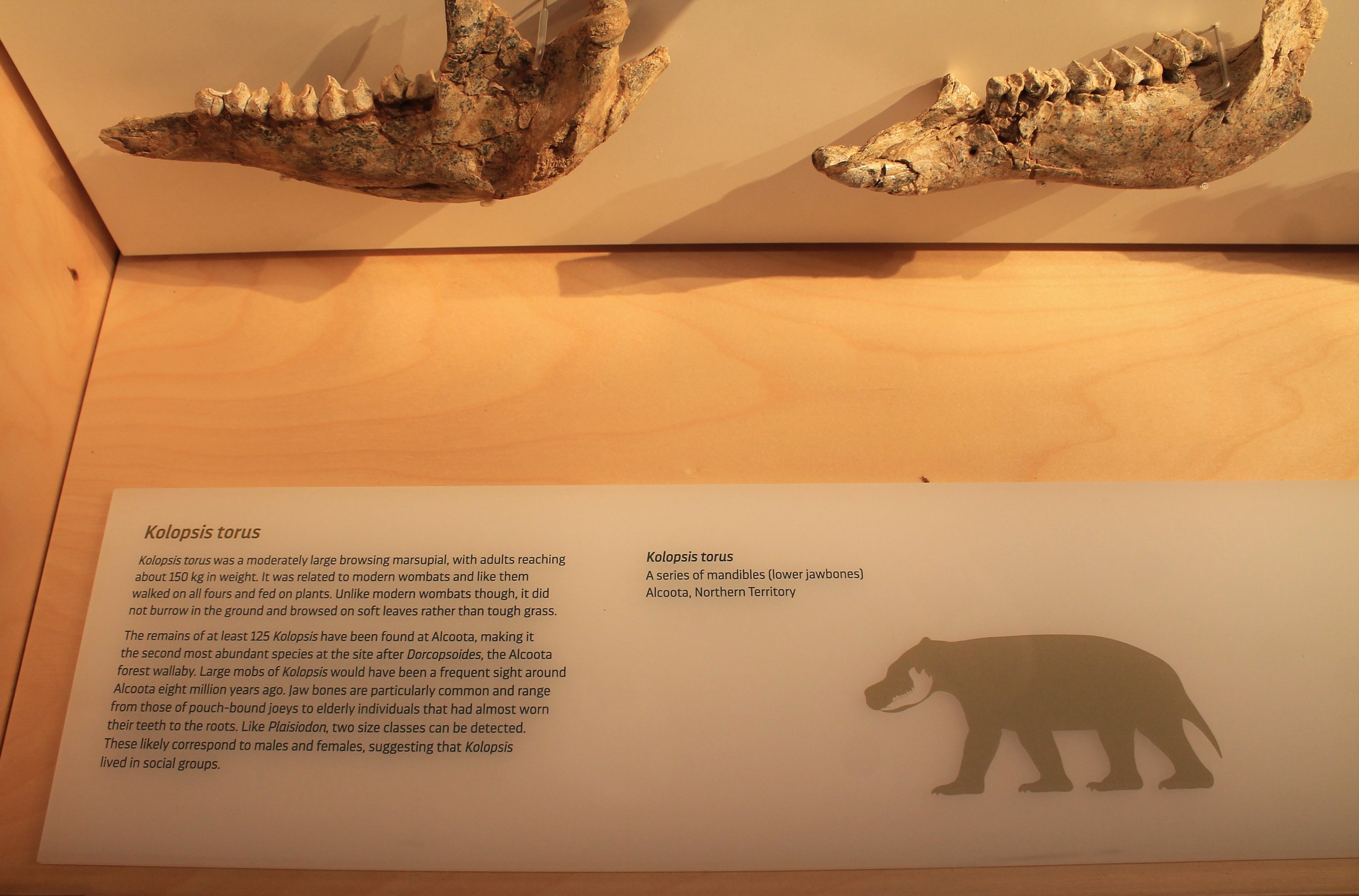Kolopsis torus signage - Megafauna Central museum