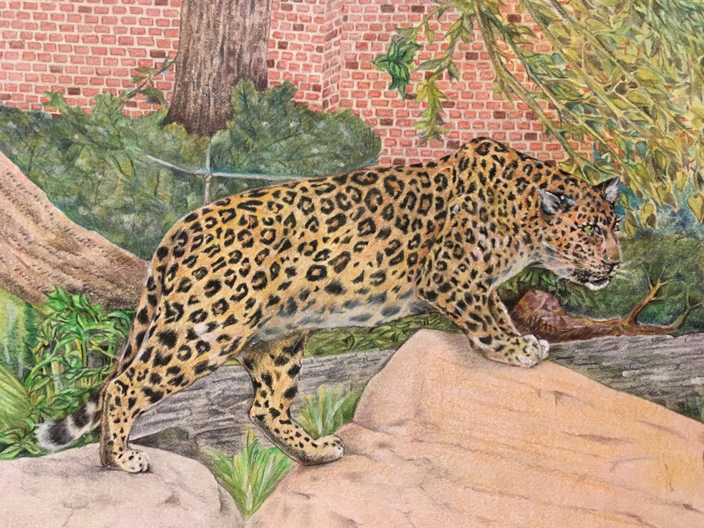 Kolya pencil drawing