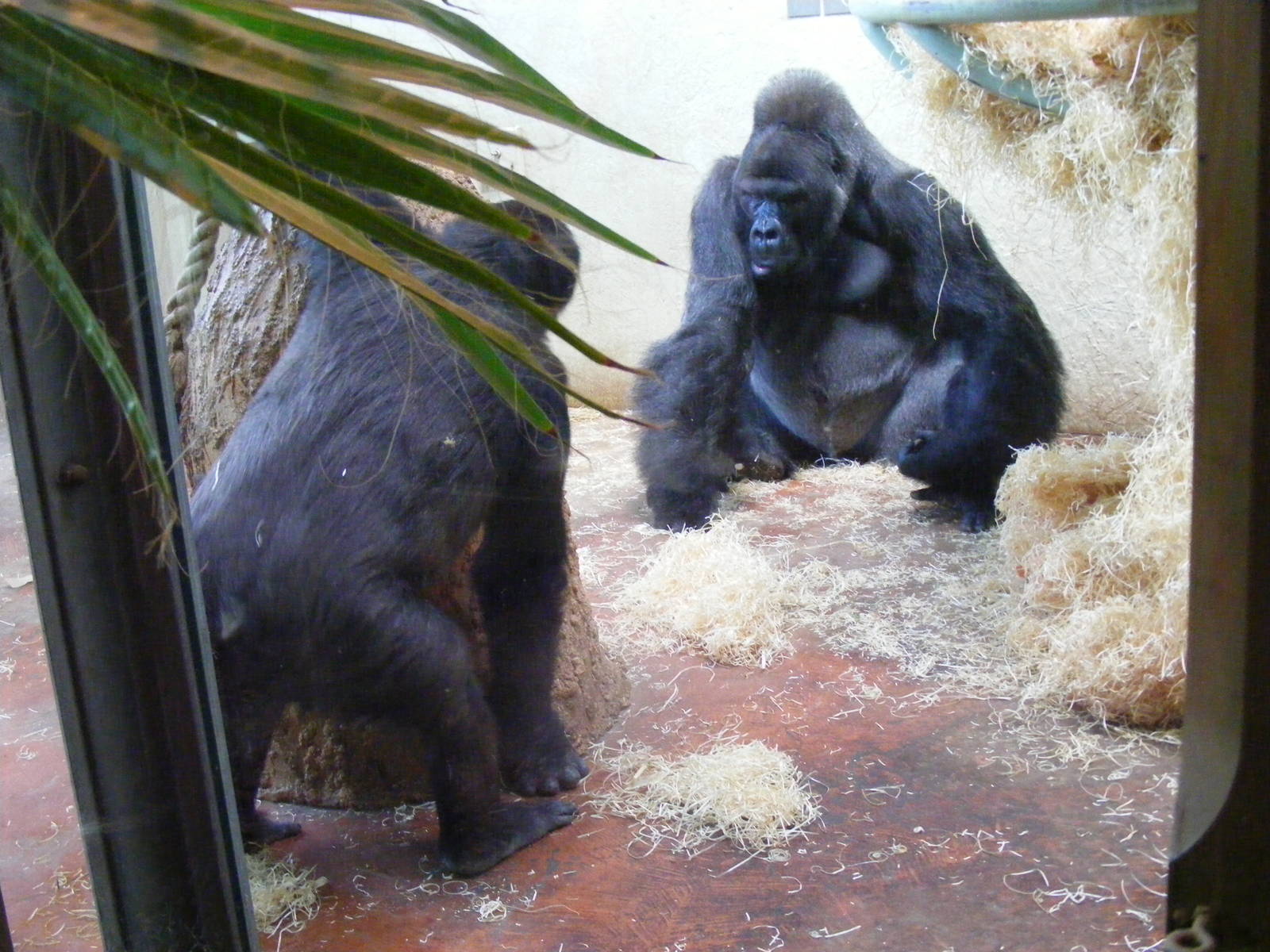 Komale and Jock the gorillas at Bristol Zoo, 1 August 2010