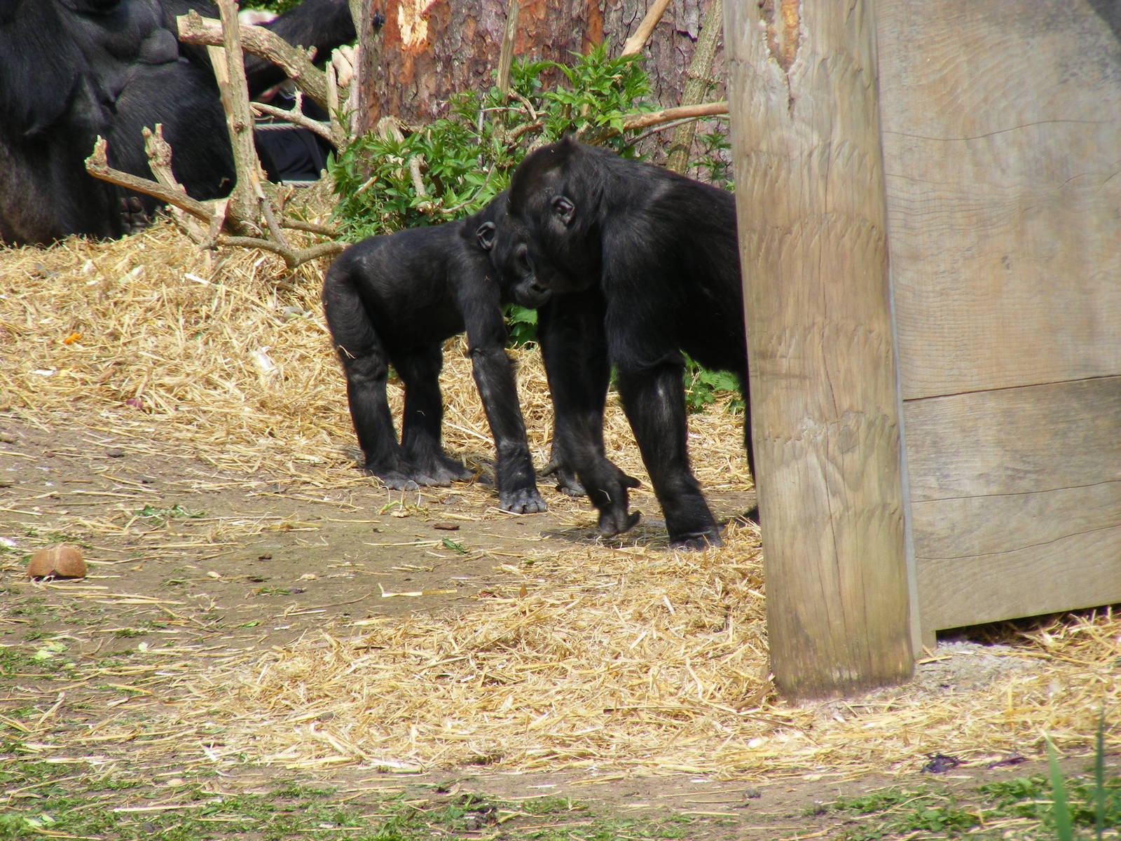 Komale and Namoki the Gorillas on Gorilla Island at Bristol Zoo, 12 April 2