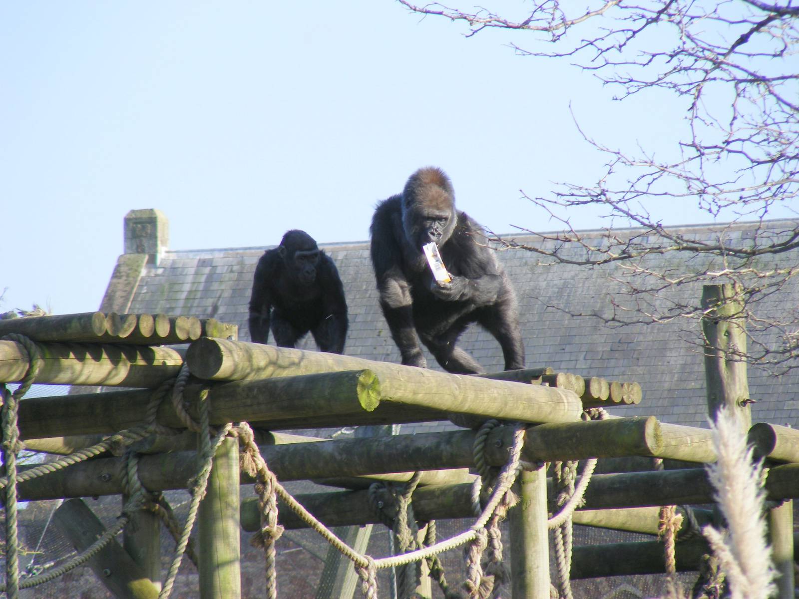Komale and Salome the gorillas at Bristol Zoo, 6 March 2011
