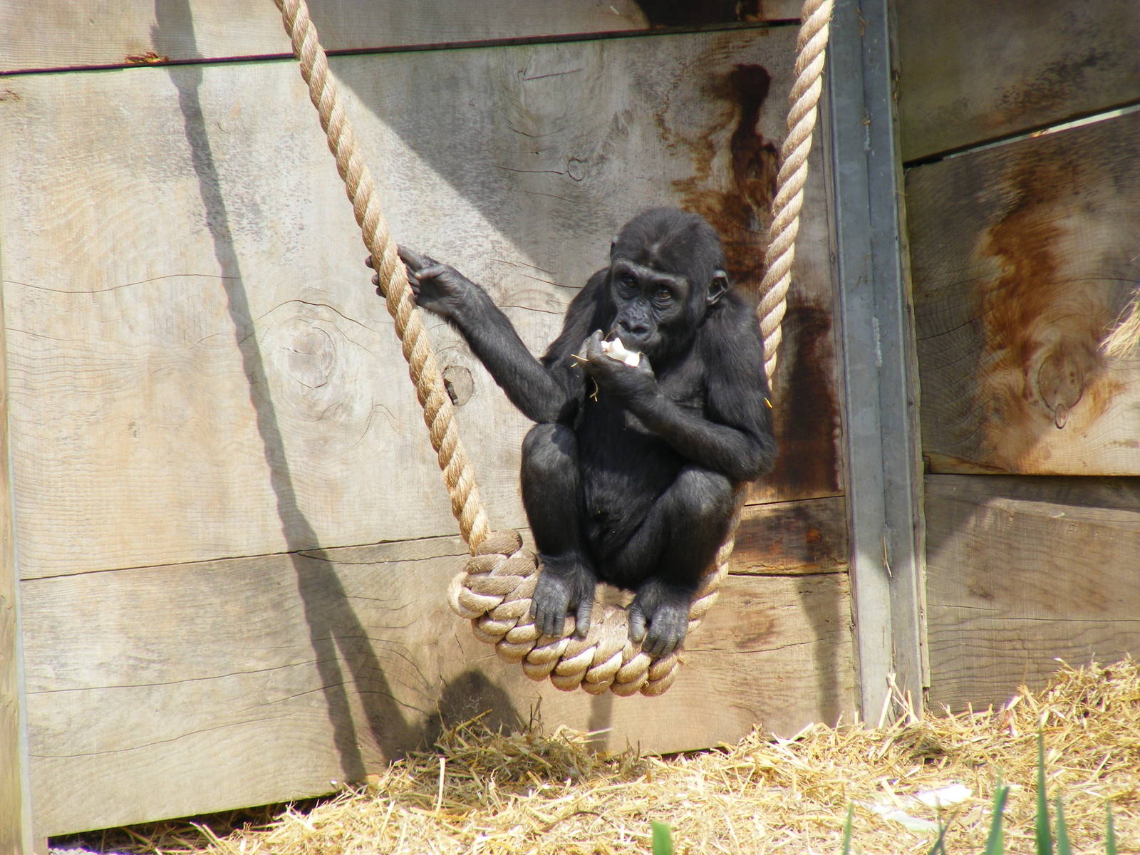 Komale the Gorilla on Gorilla Island at Bristol Zoo, 12 April 2009