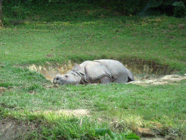 Komathi, Night Safari