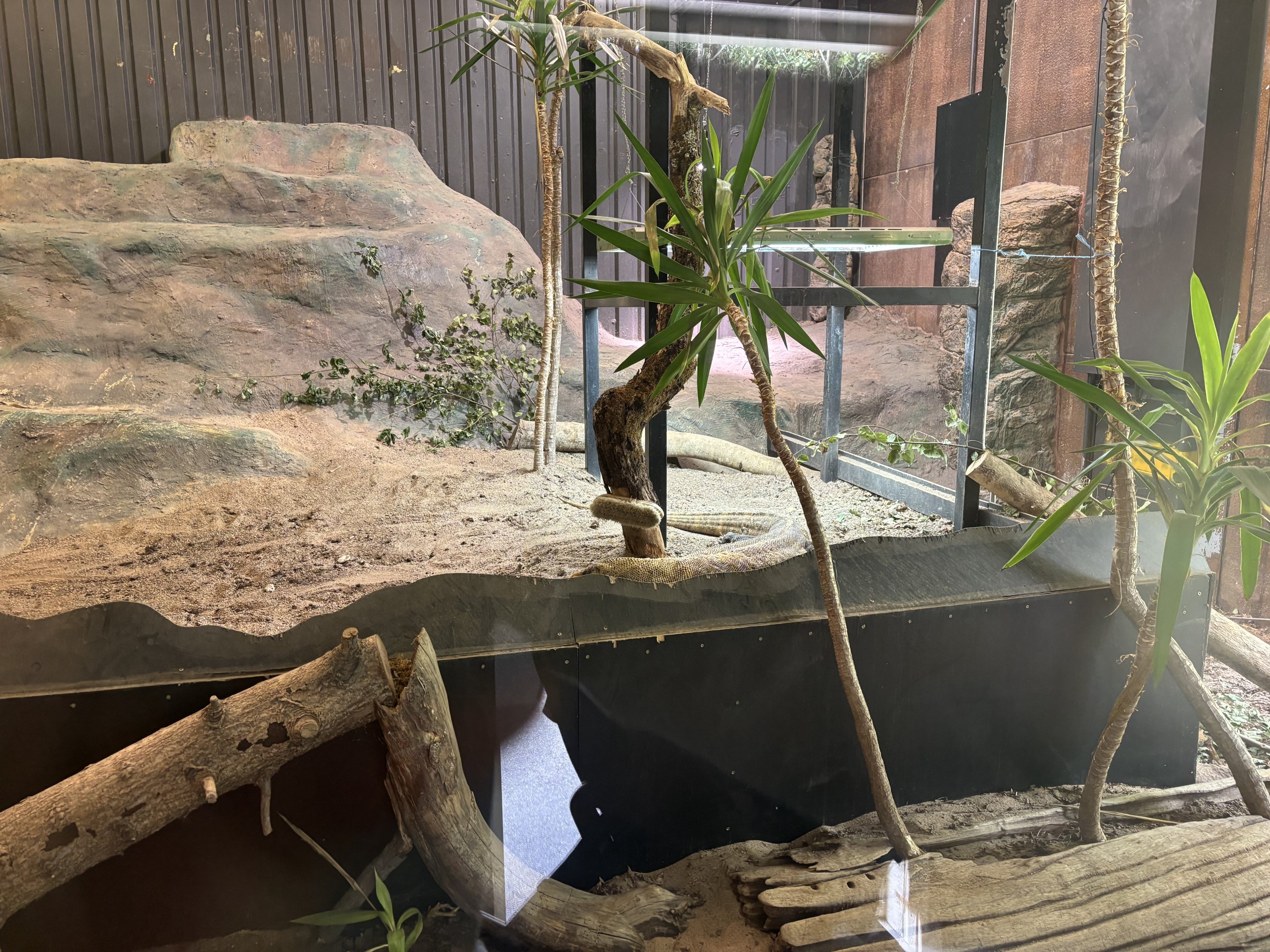 Komisk dragon indoors